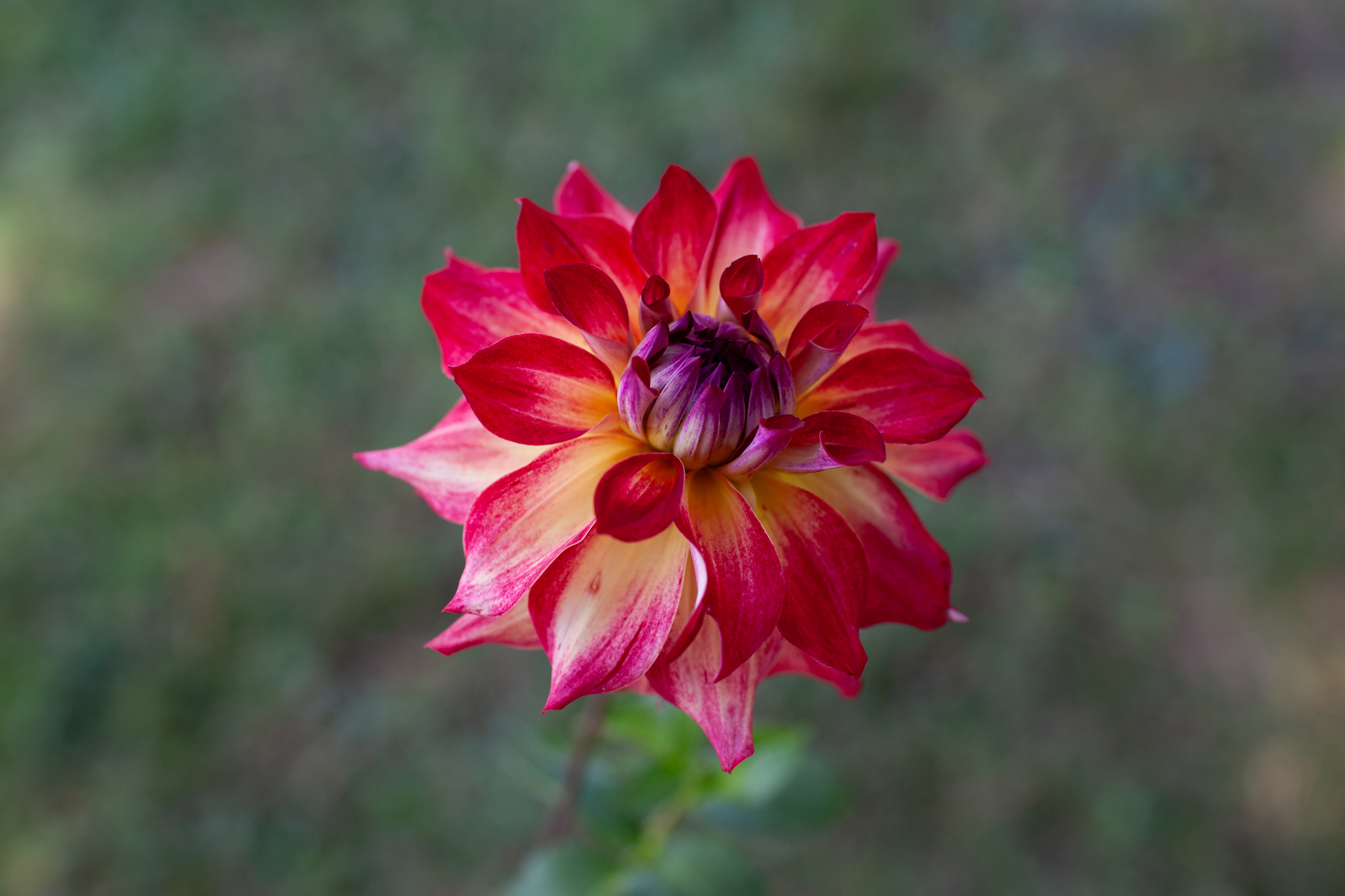 AC Rosebud dahlia