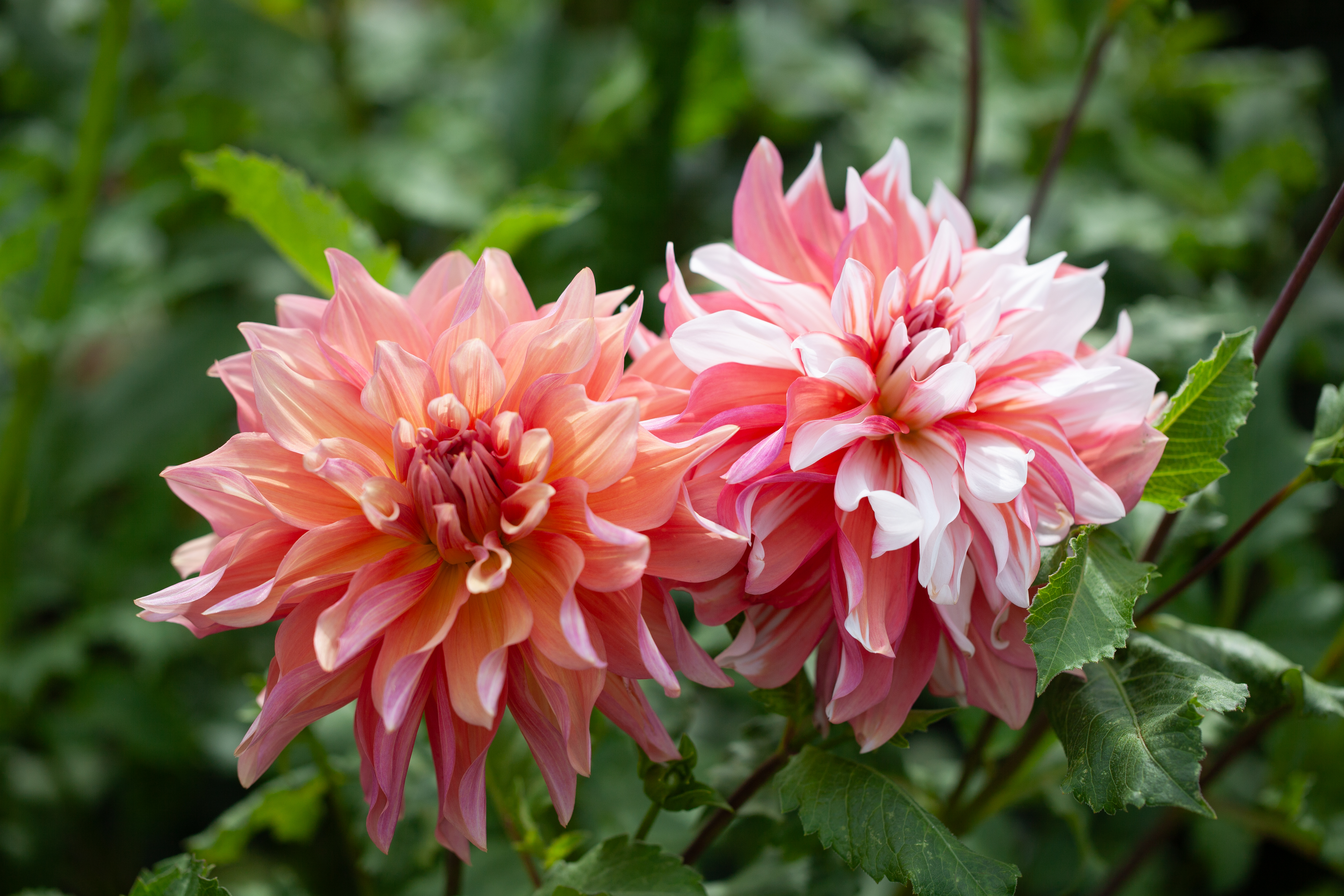 AC Sandra J dahlia