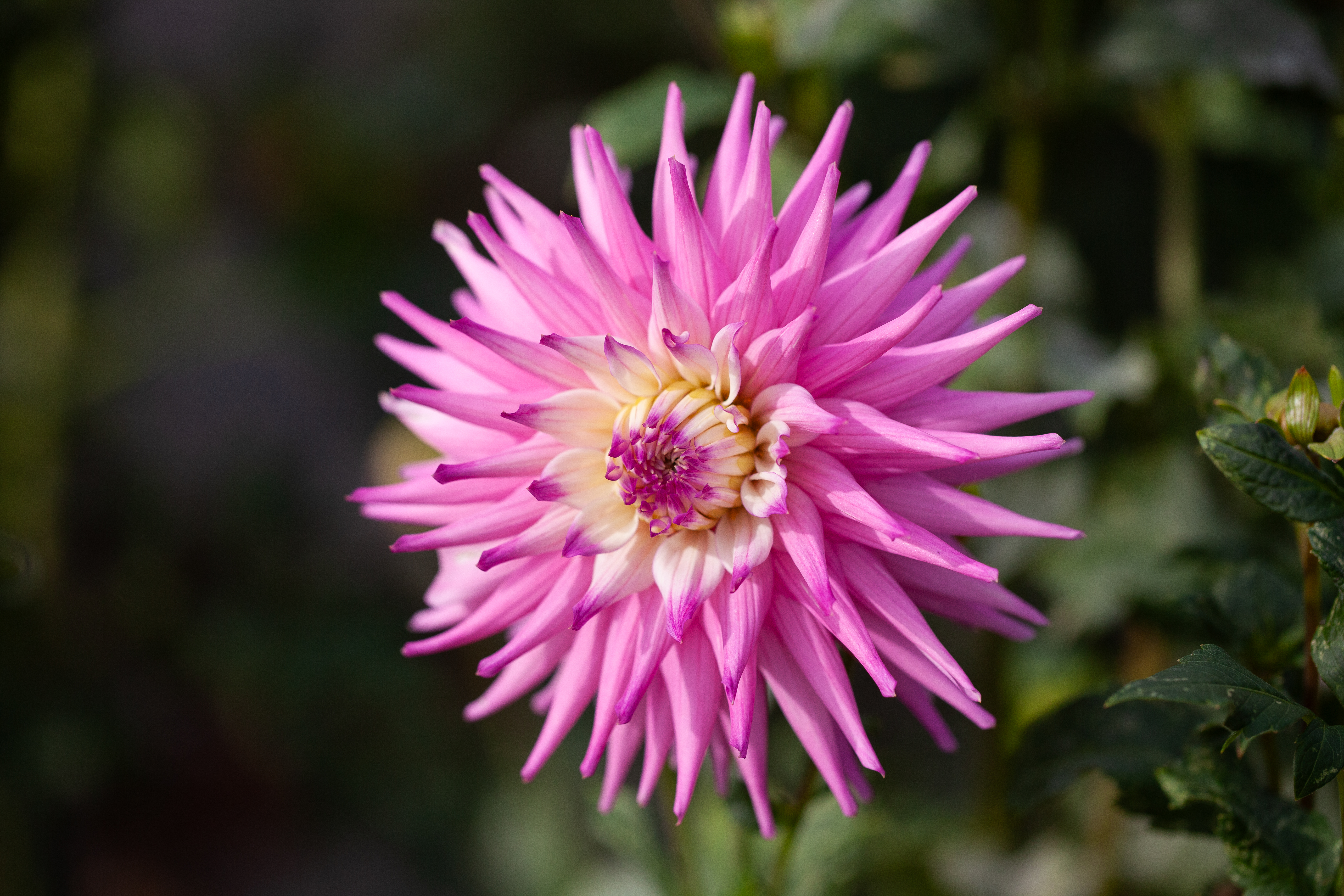 AC Todo dahlia
