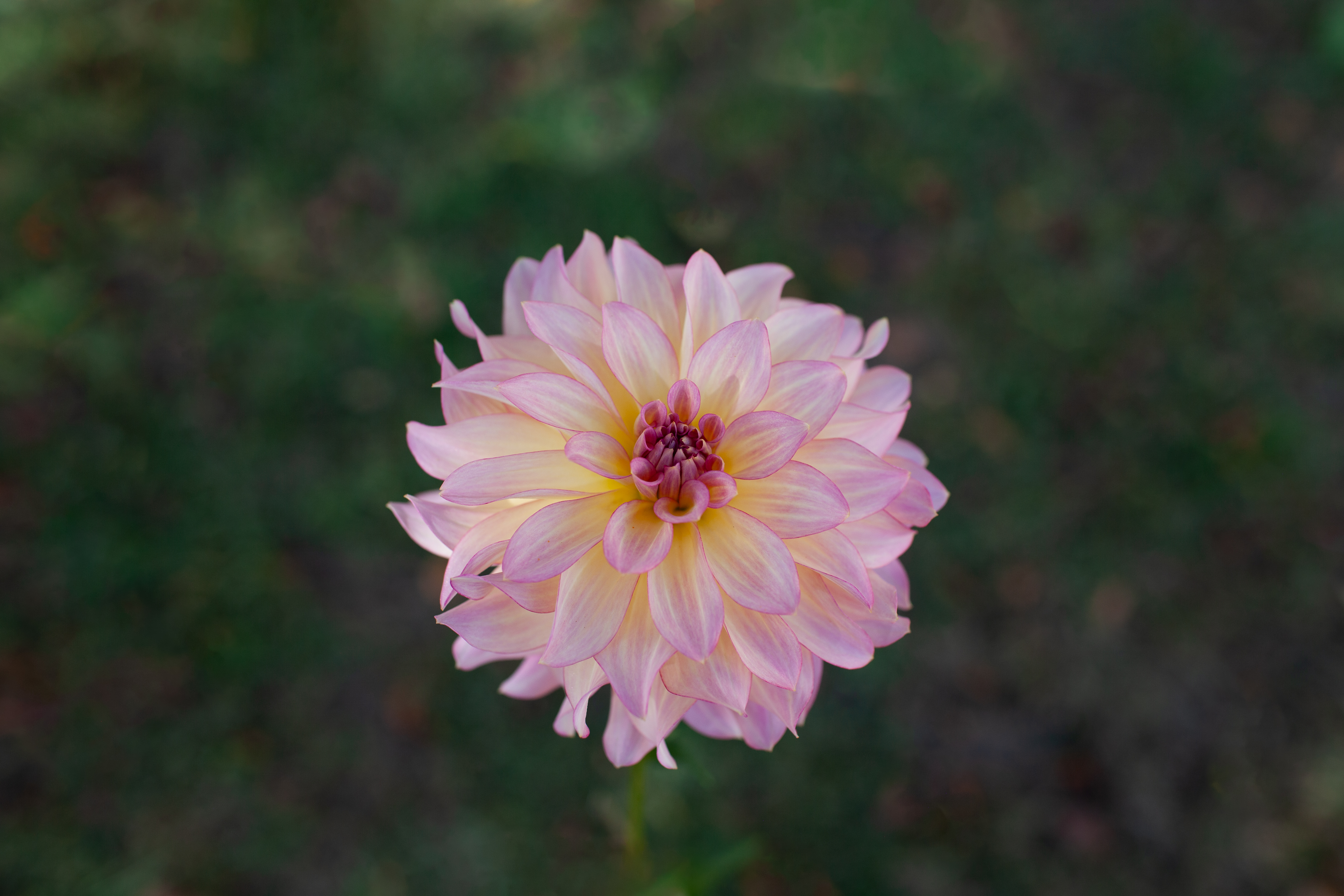 AC Twisp dahlia