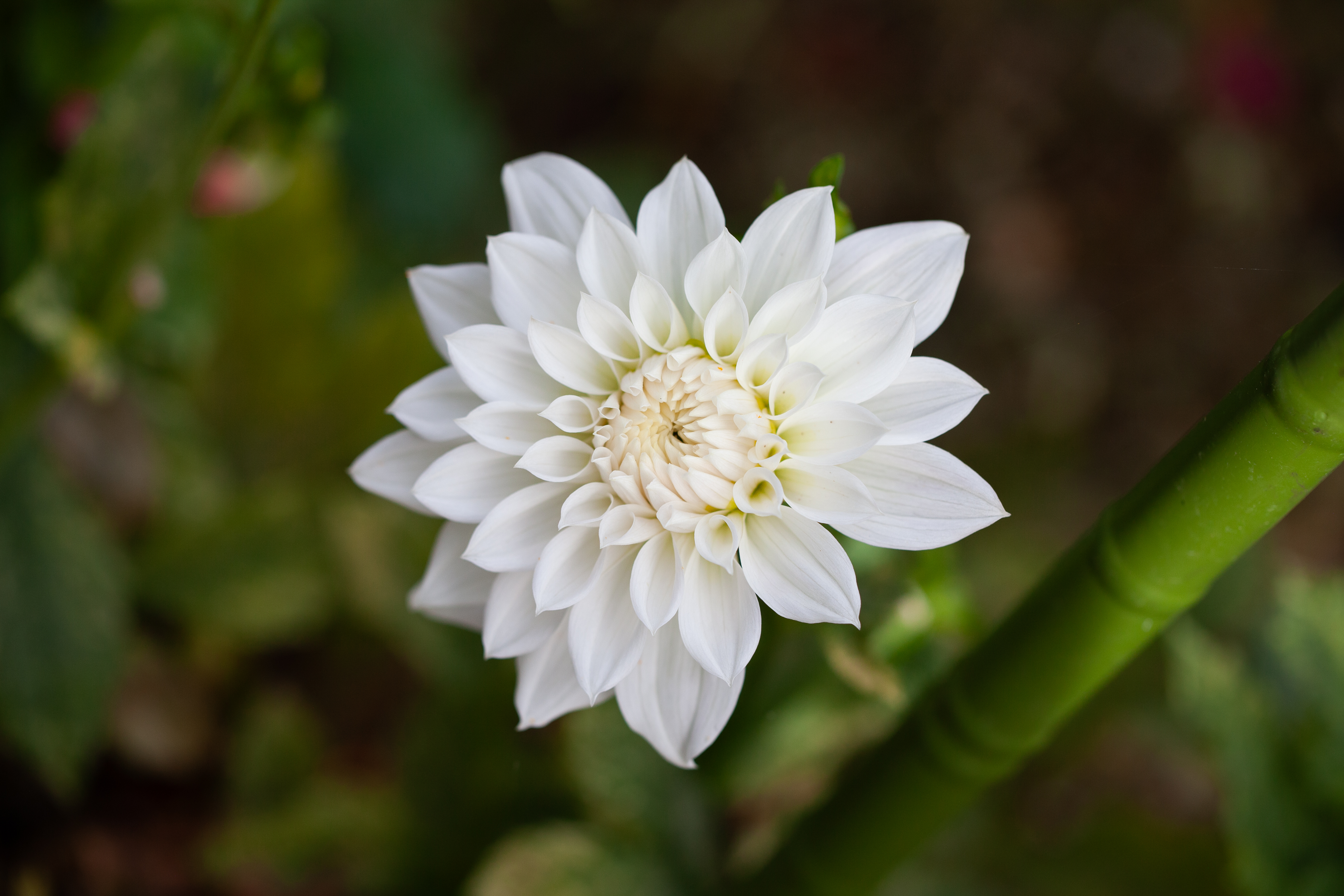 AC Yeti dahlia
