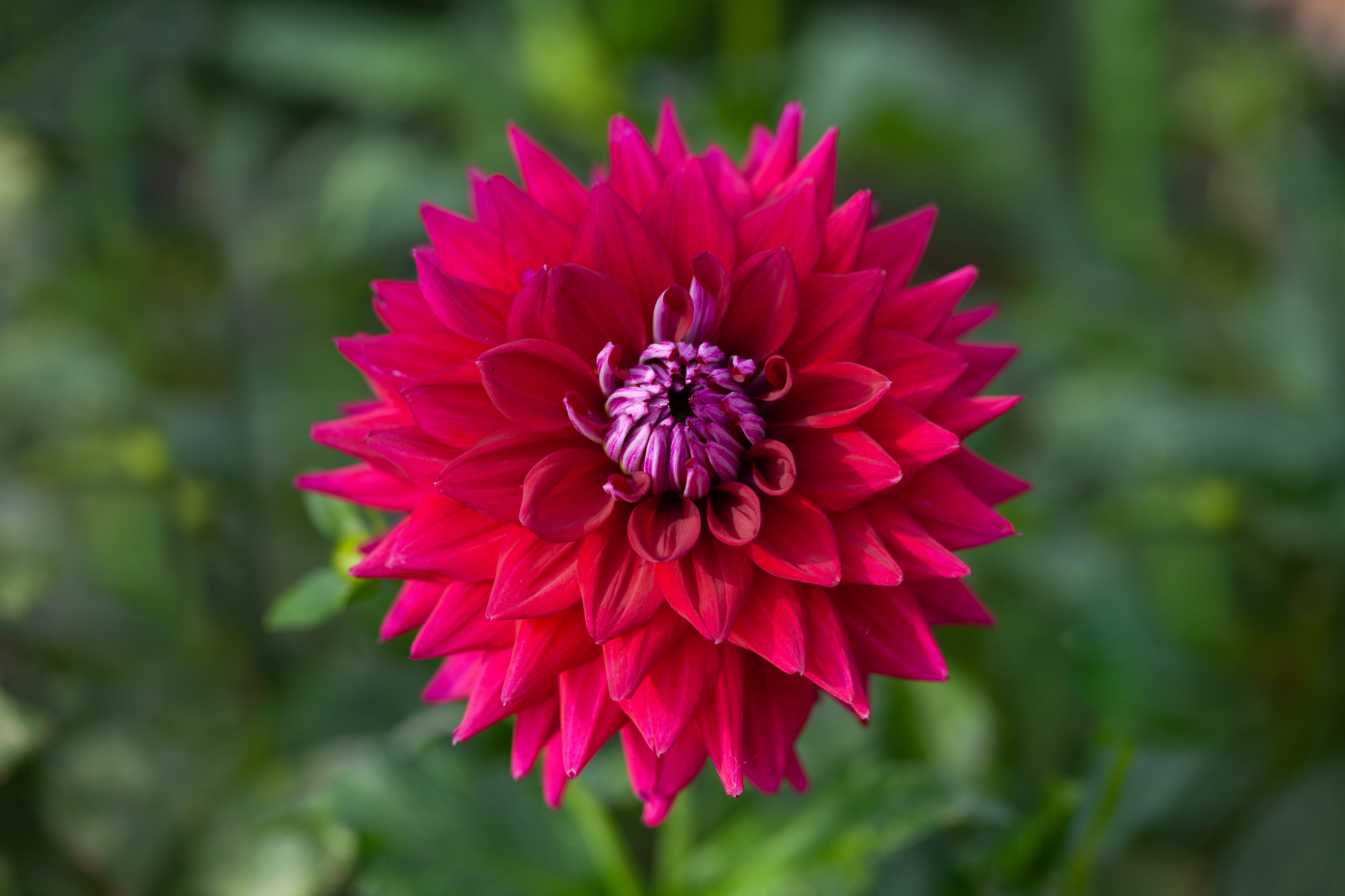 AC Zed dahlia