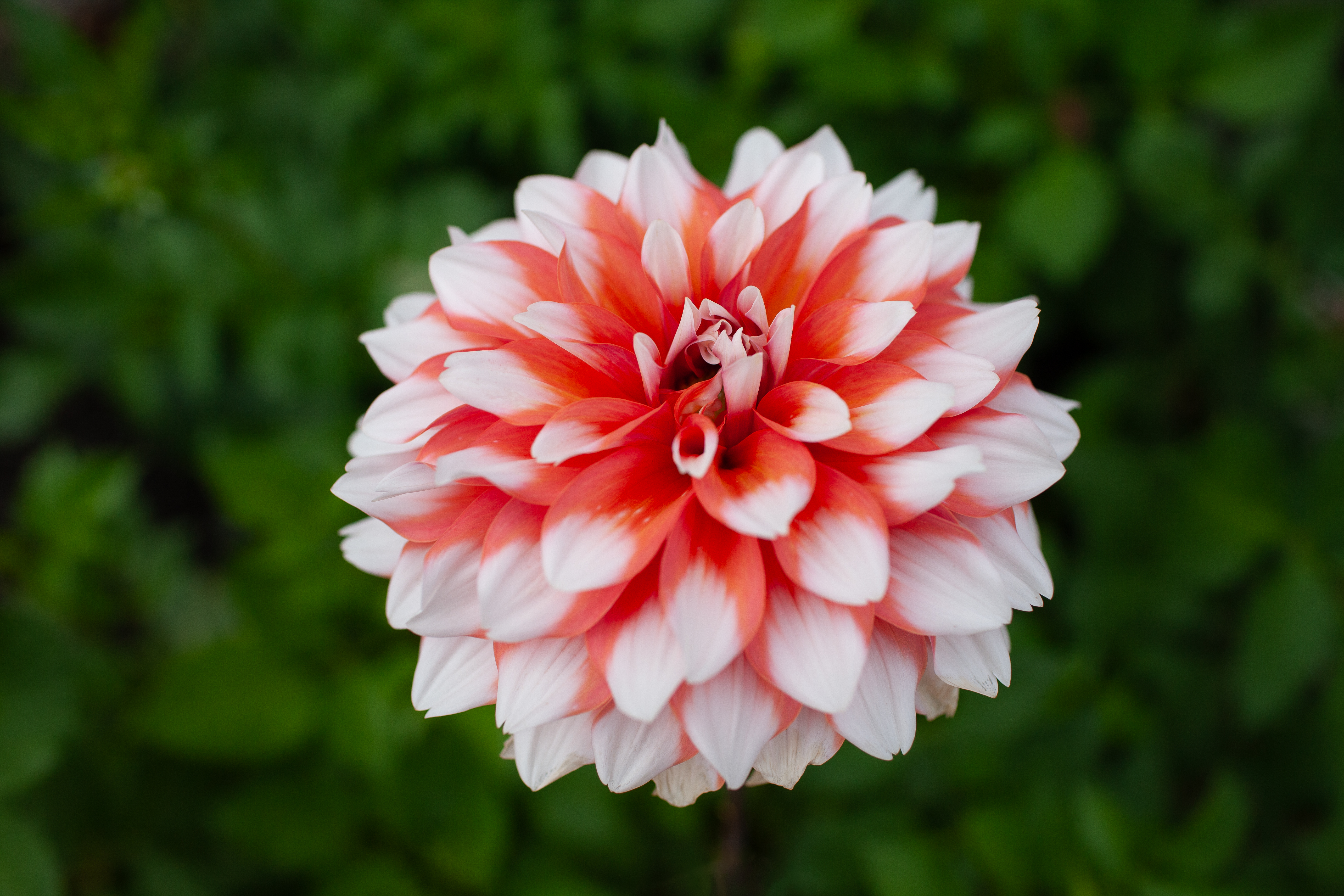 A La Mode dahlia