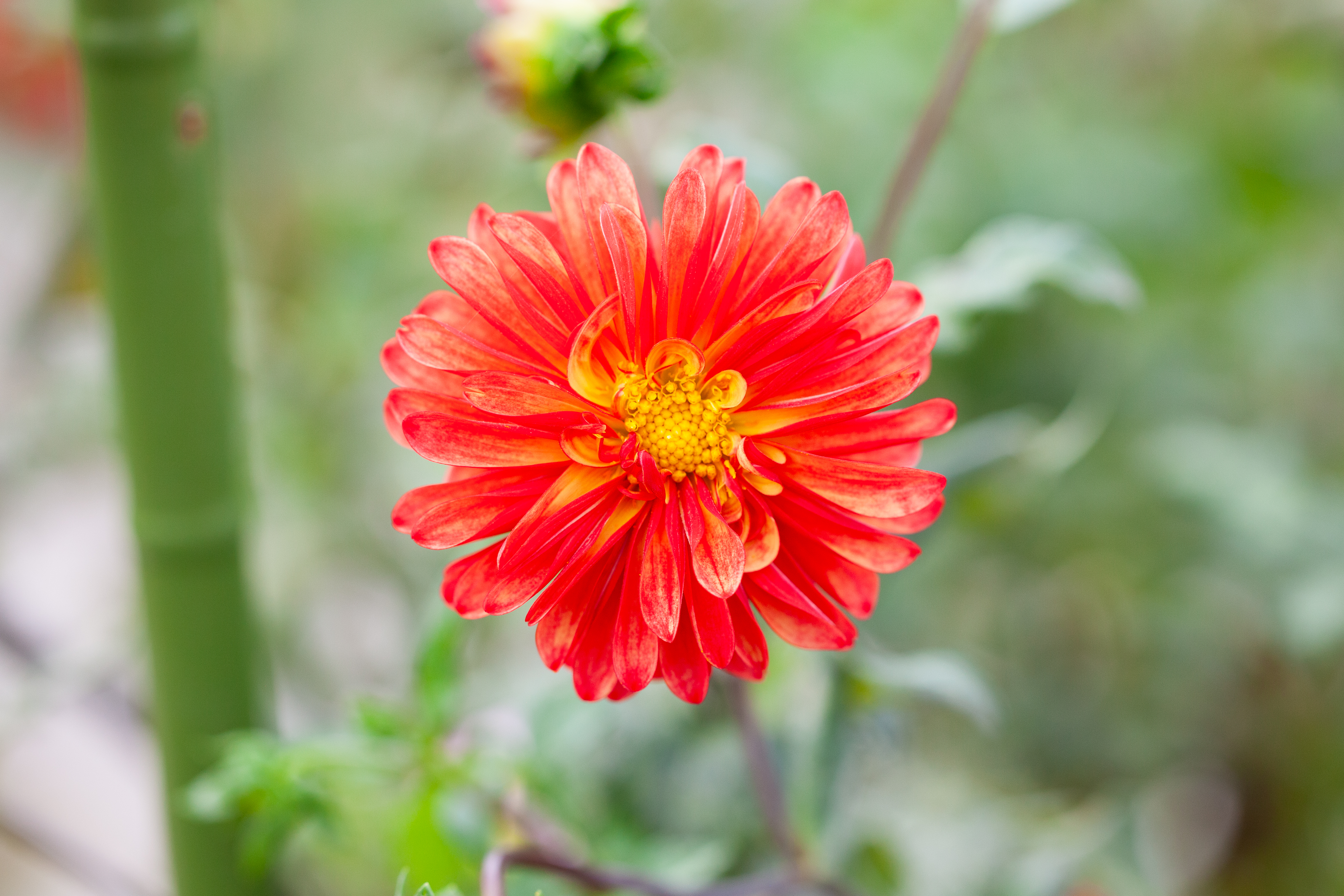 Alberta Sunset dahlia