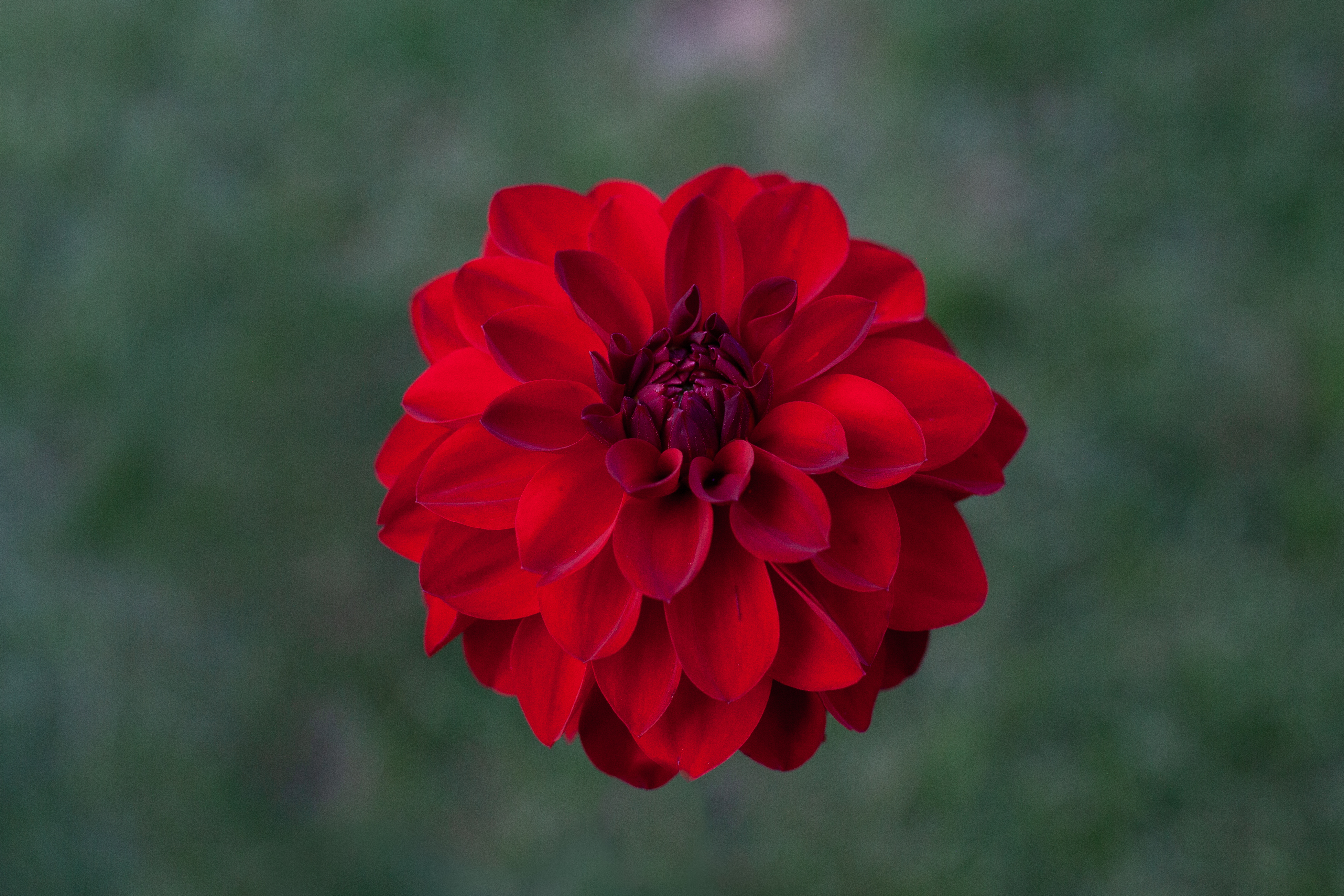 Ali Oop dahlia