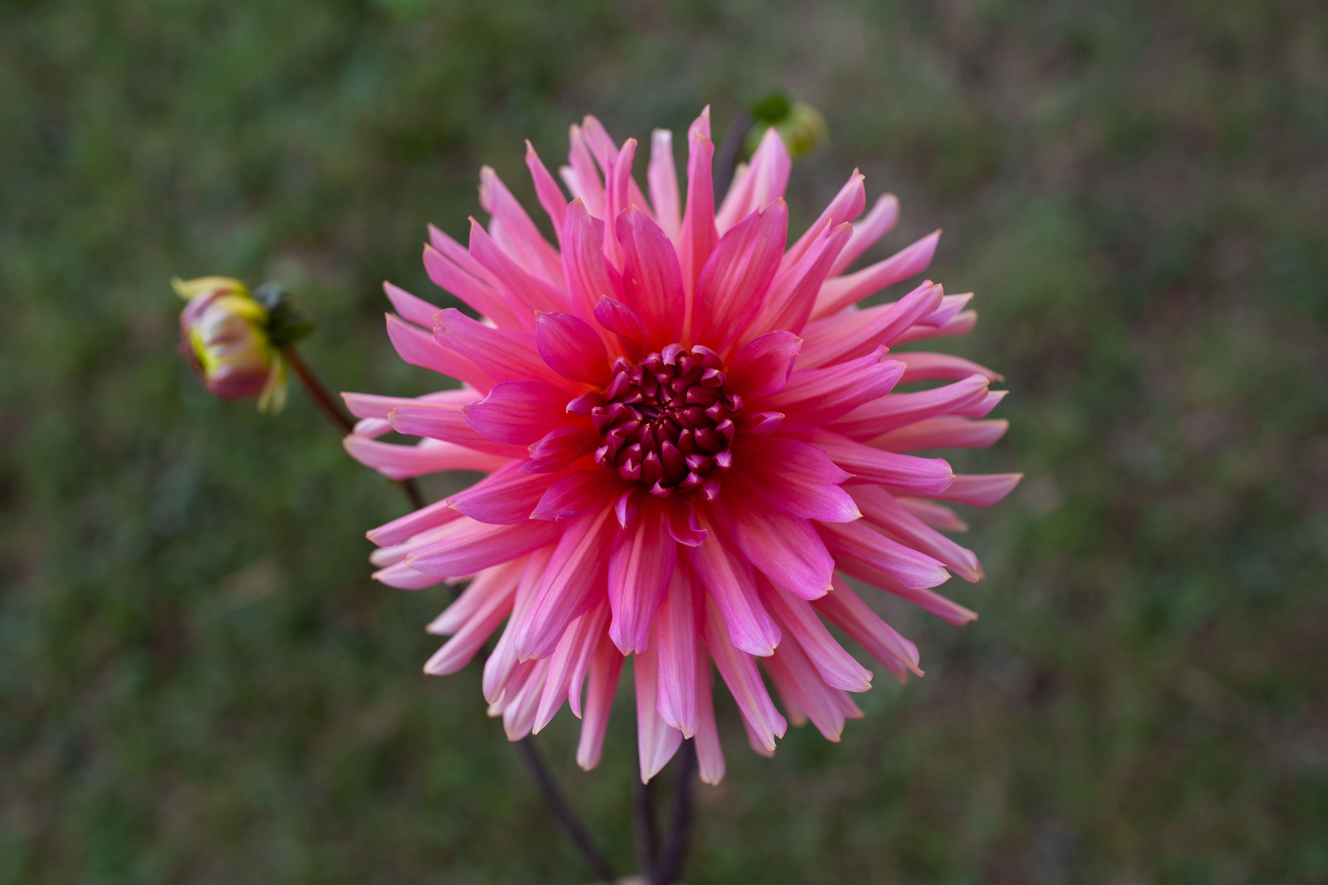 Aljo dahlia
