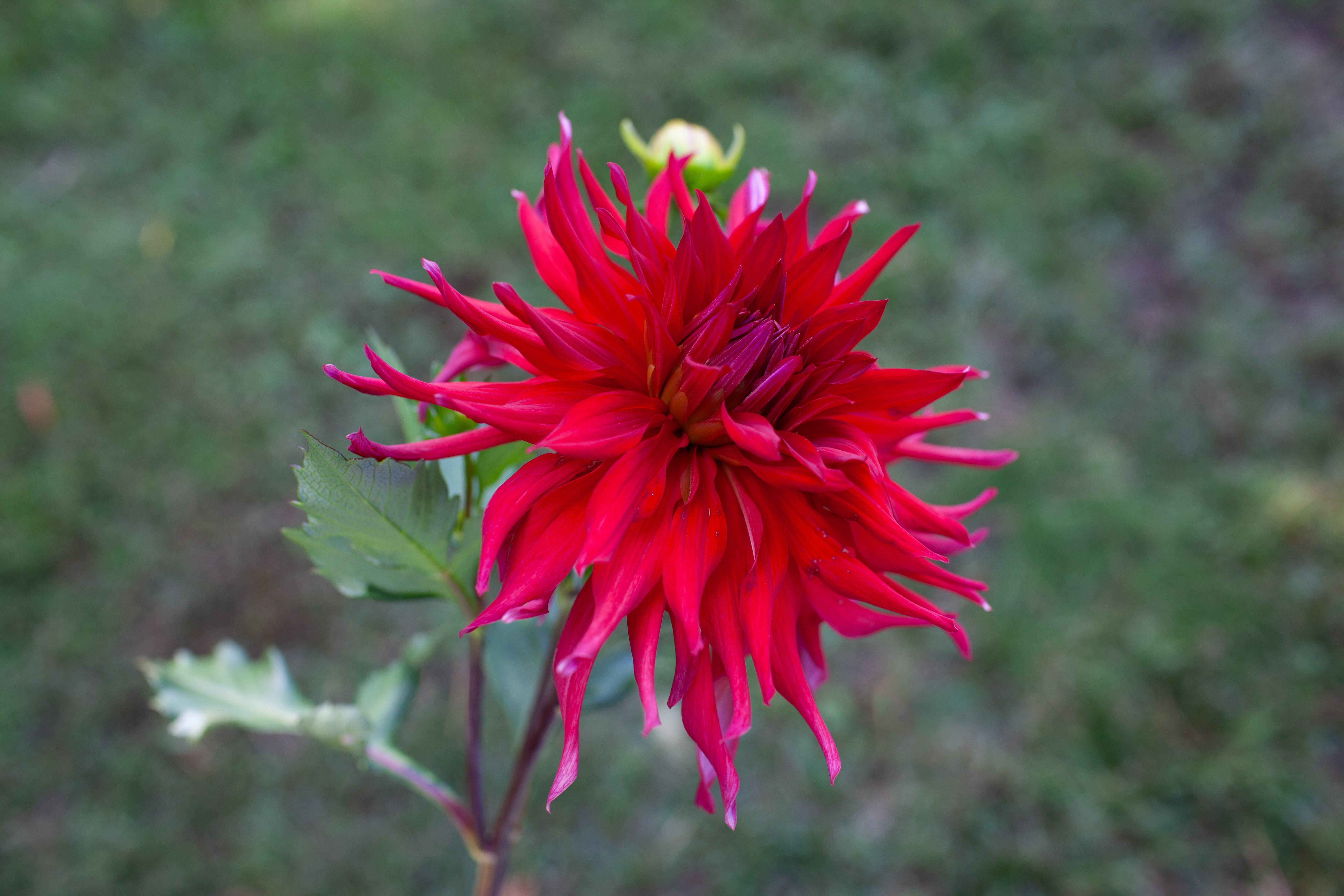 Allen's Ladies Choice dahlia