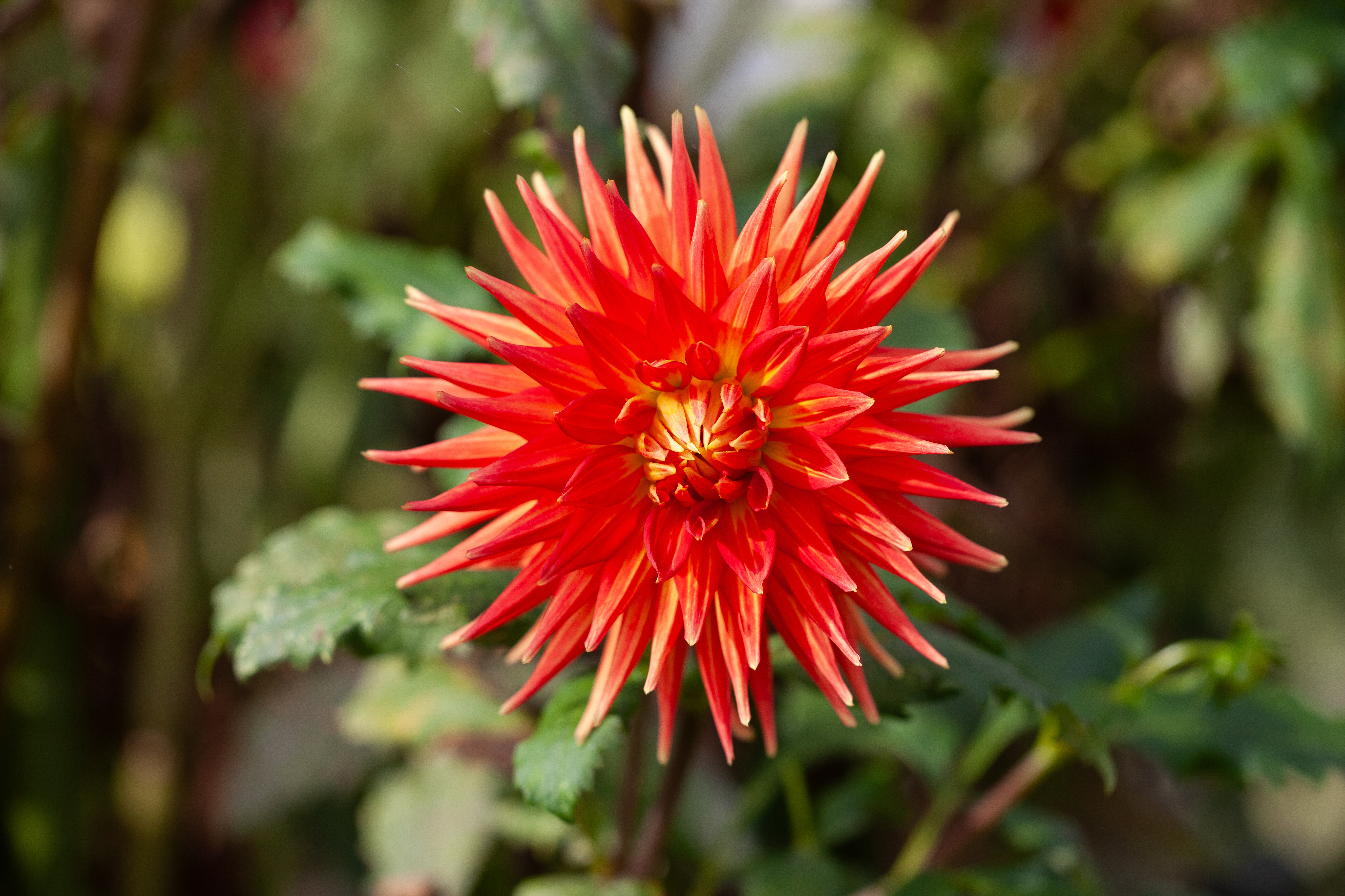 AC JC dahlia