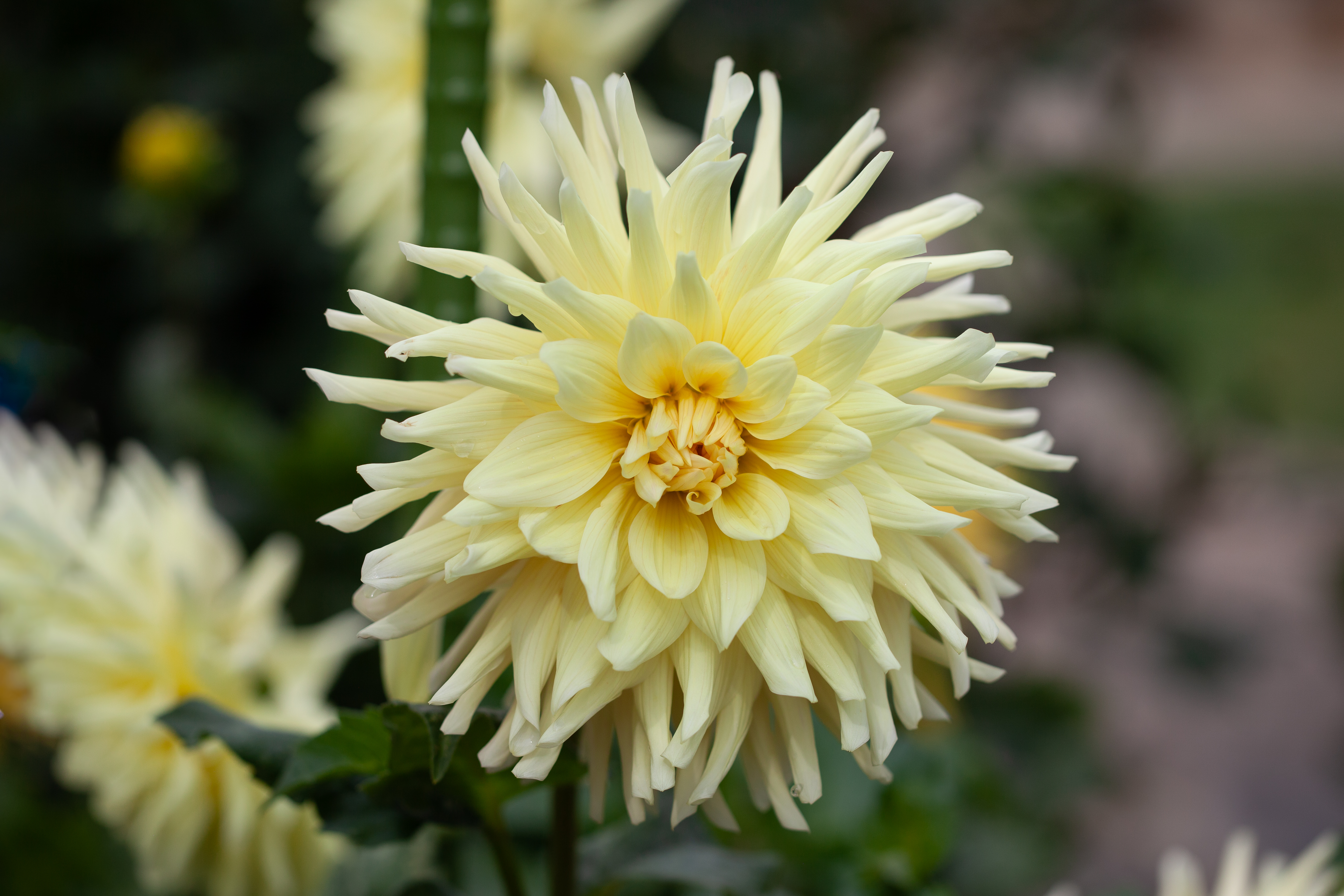 AC Moonwalk dahlia