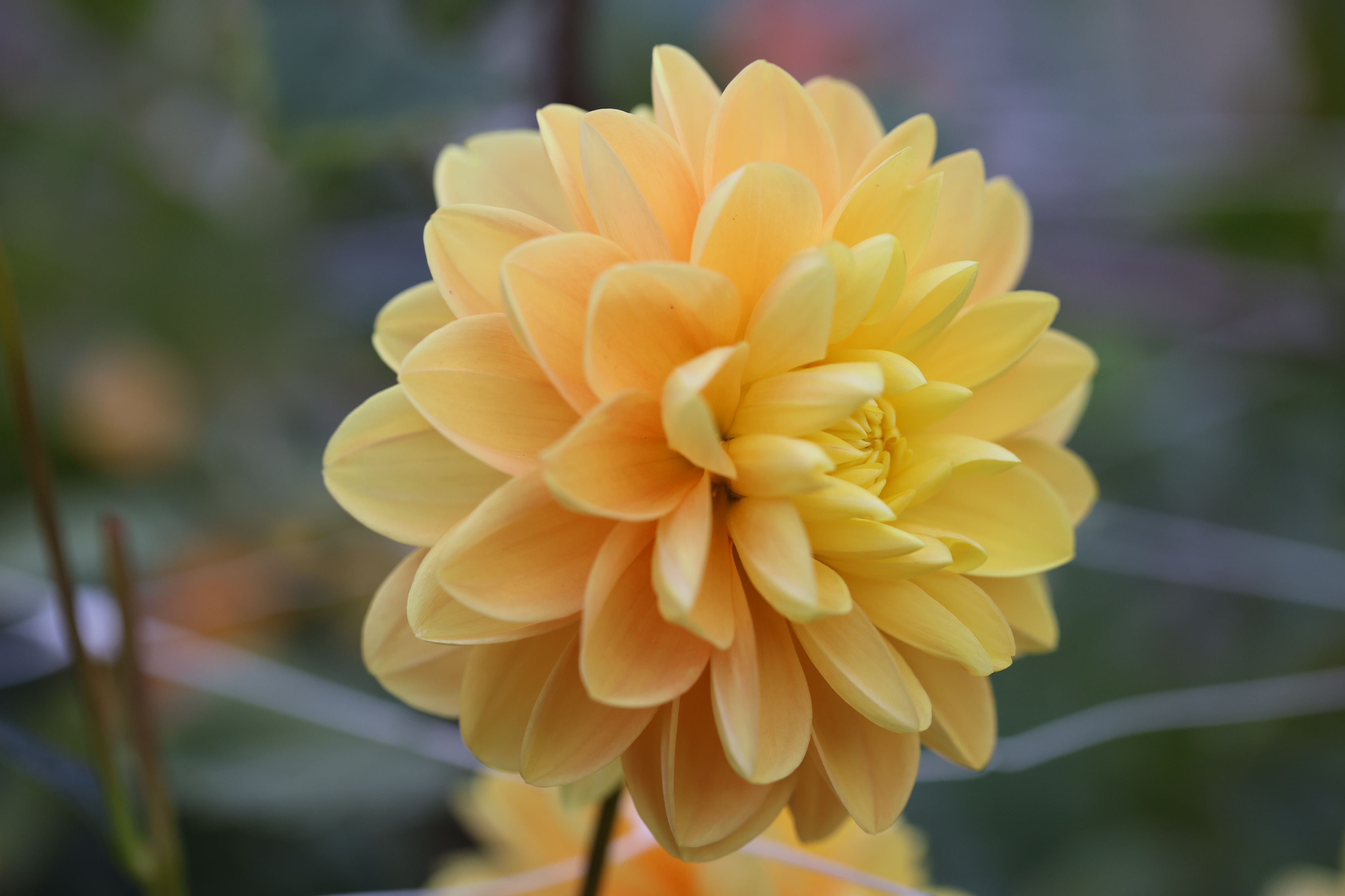 Aladdin's Lamp dahlia