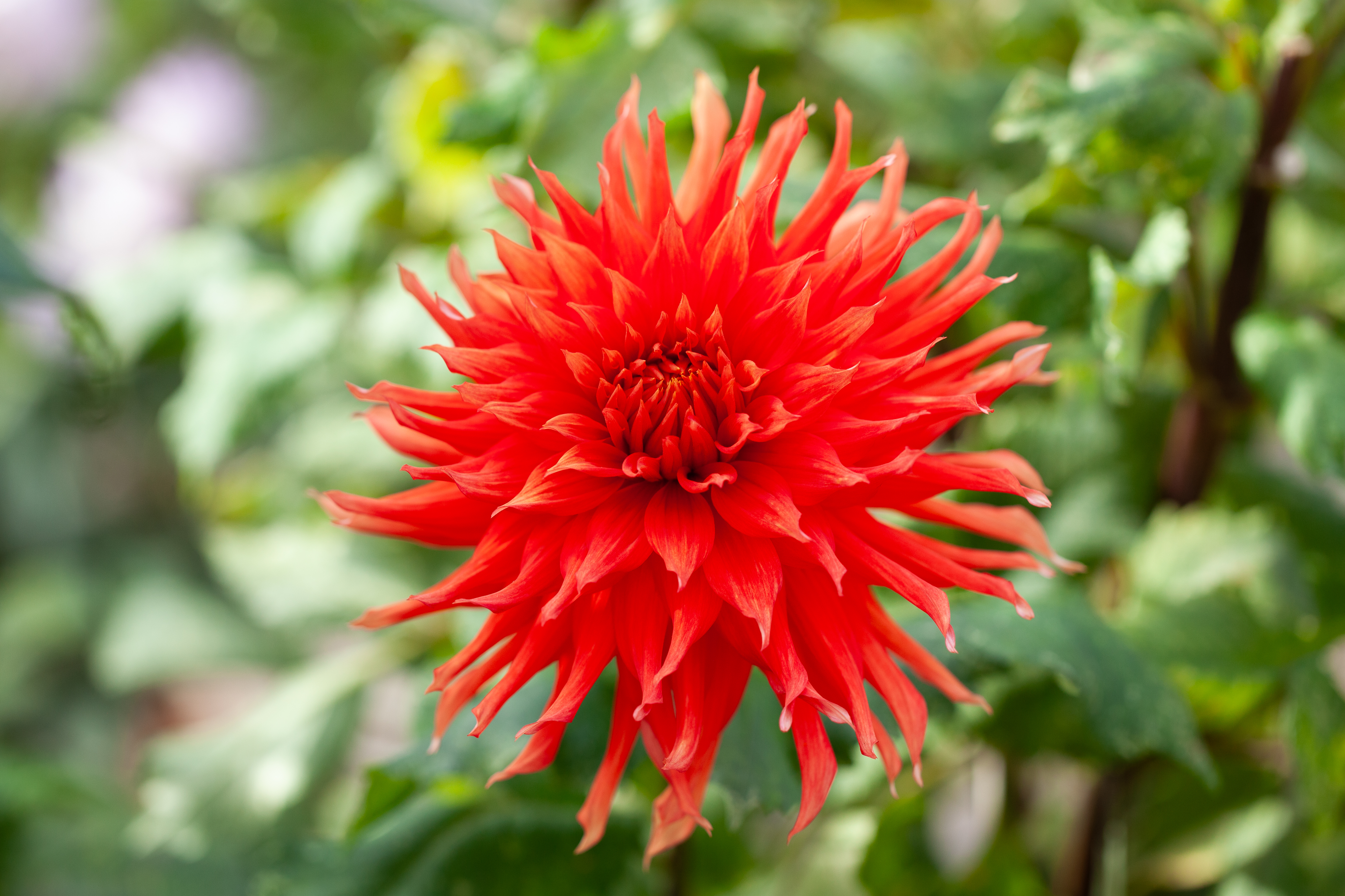 Allen's Tsunami dahlia