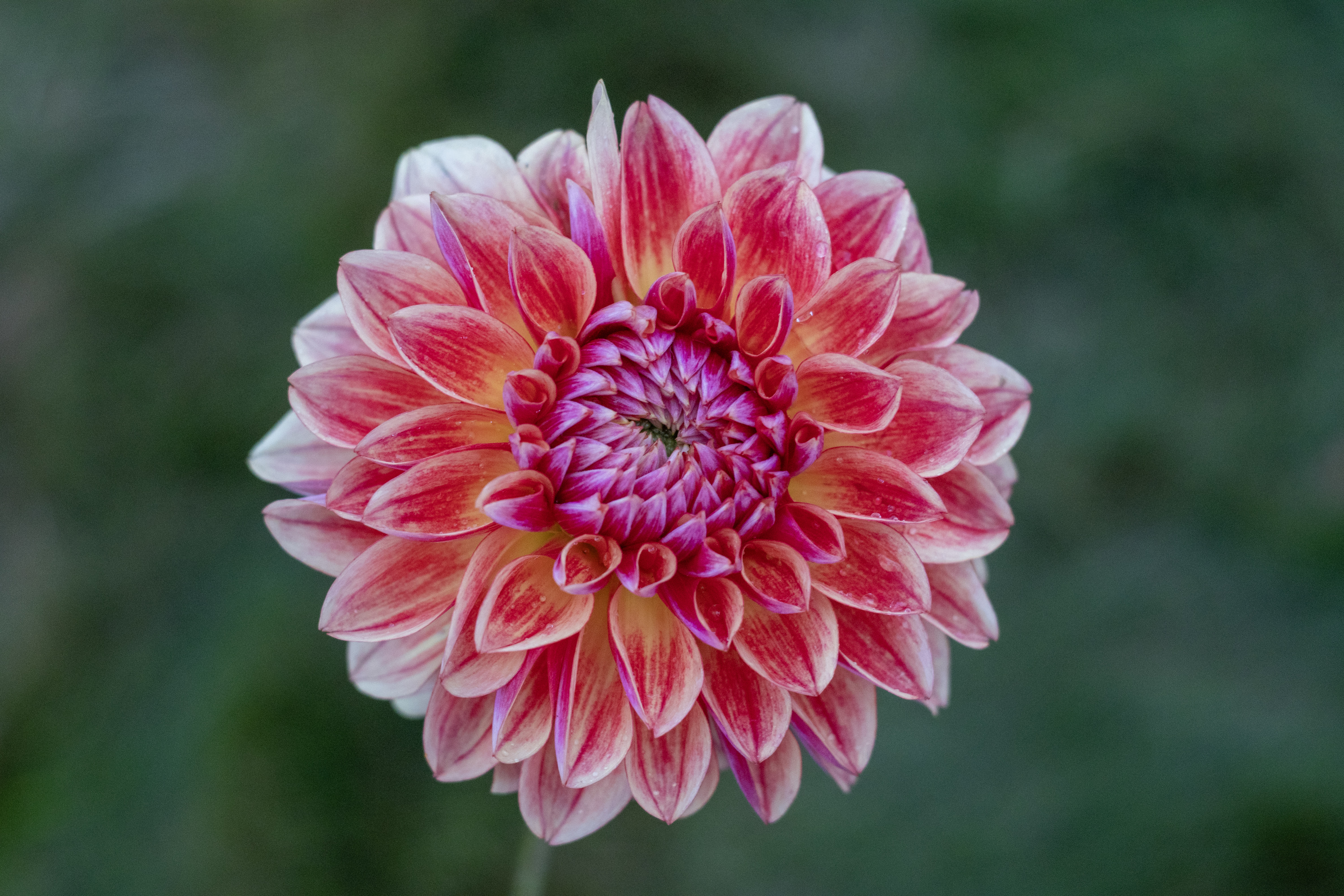 All That Jazz dahlia