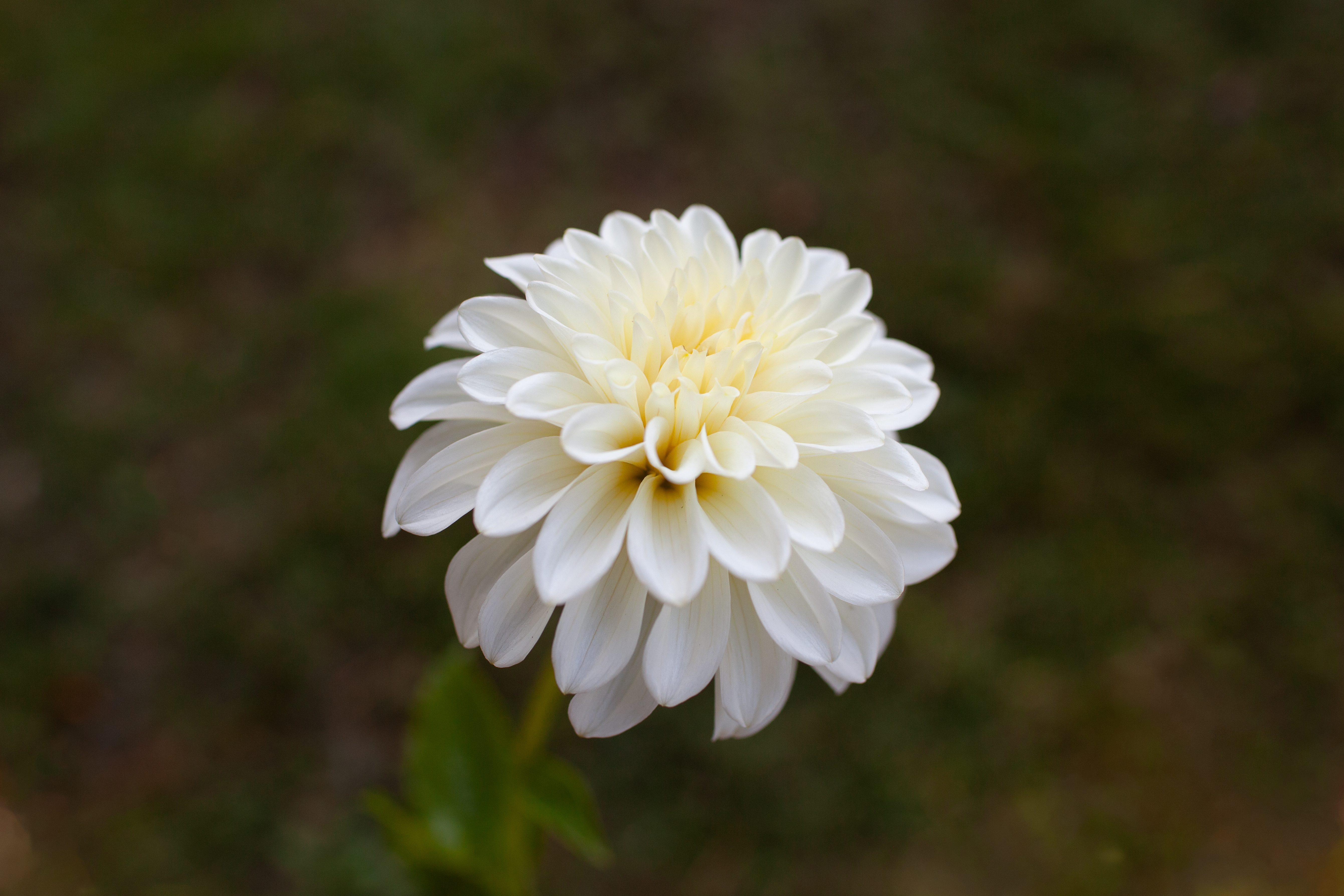 Allie White dahlia