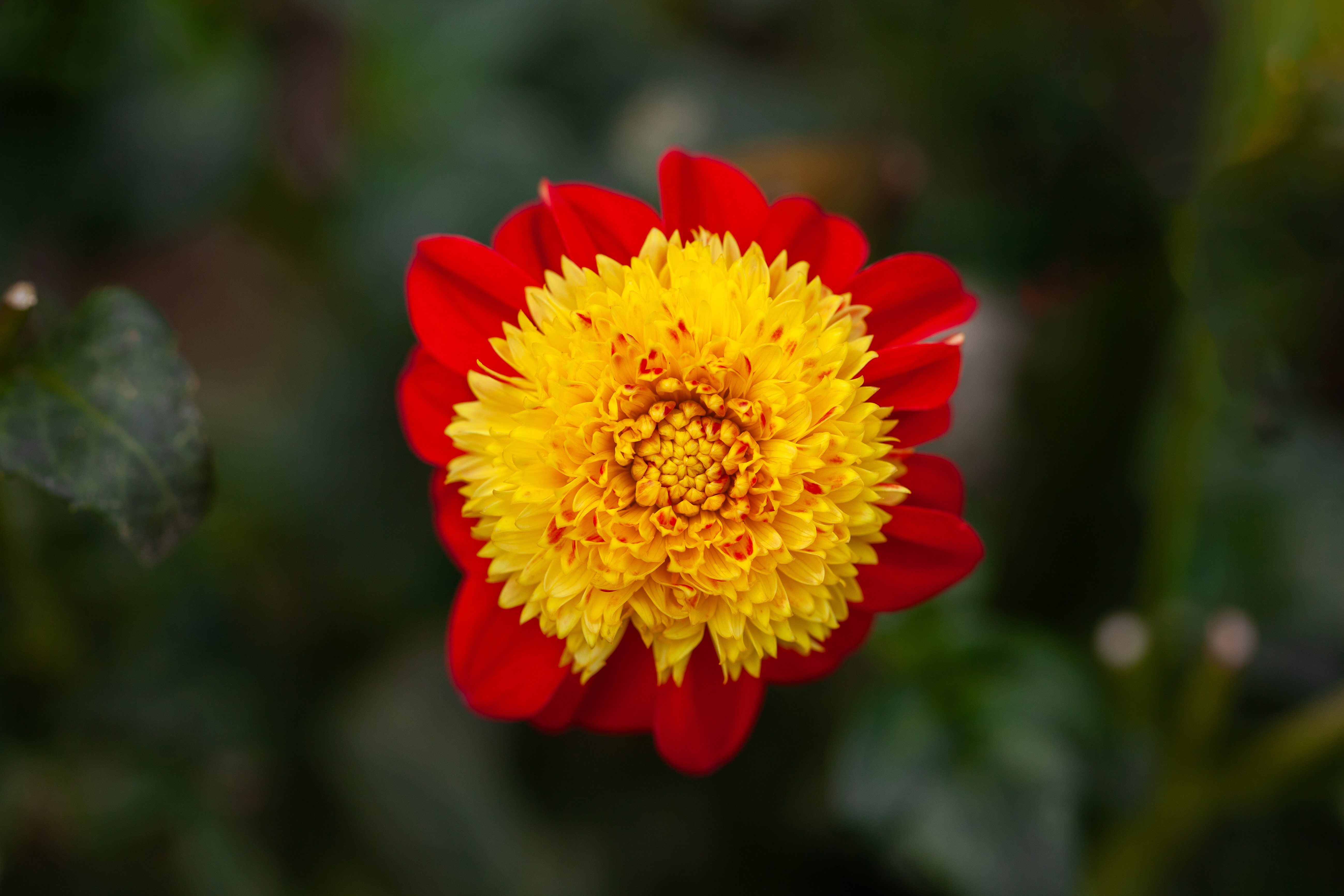 Alpen Fury dahlia