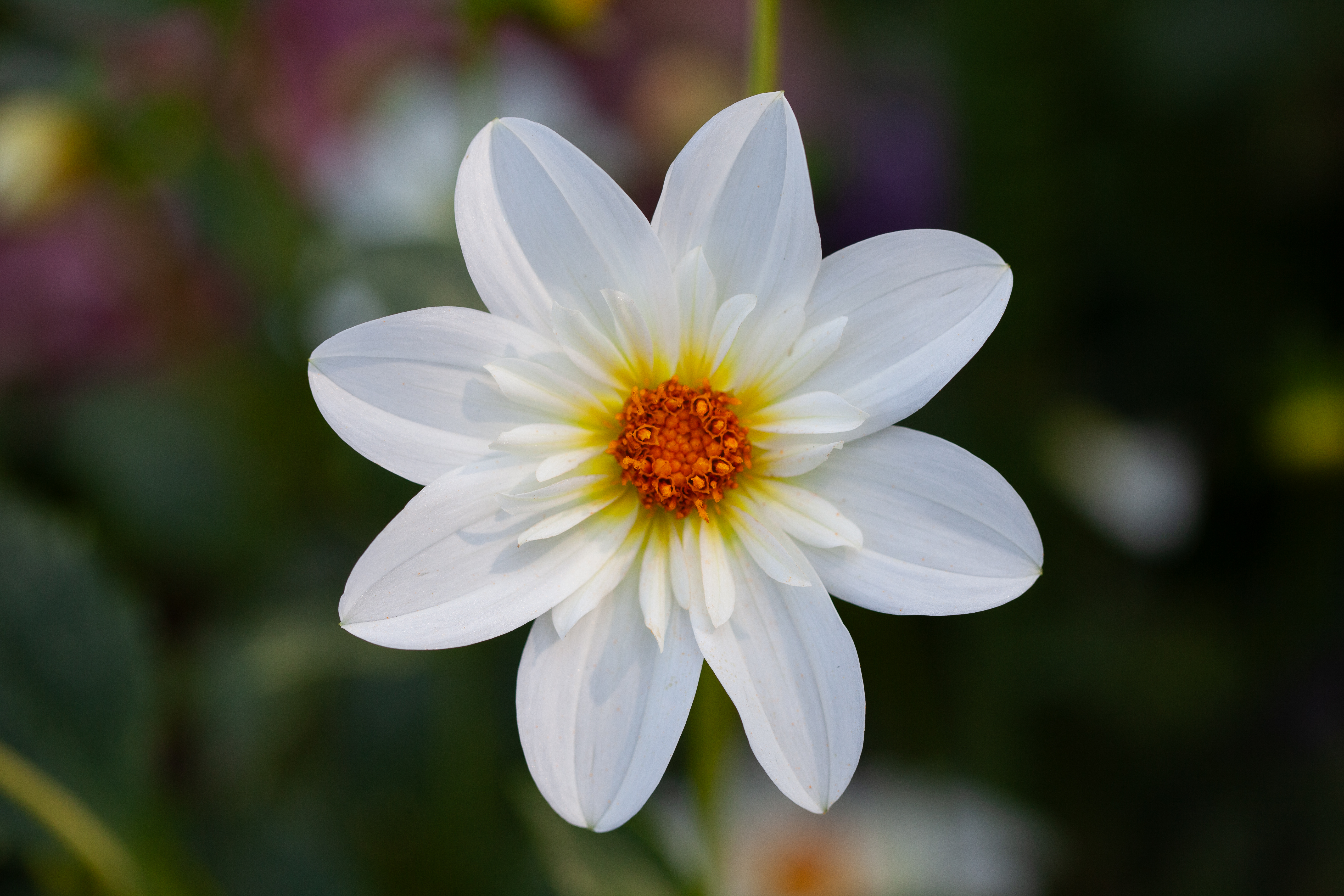 Alpen Cherub dahlia
