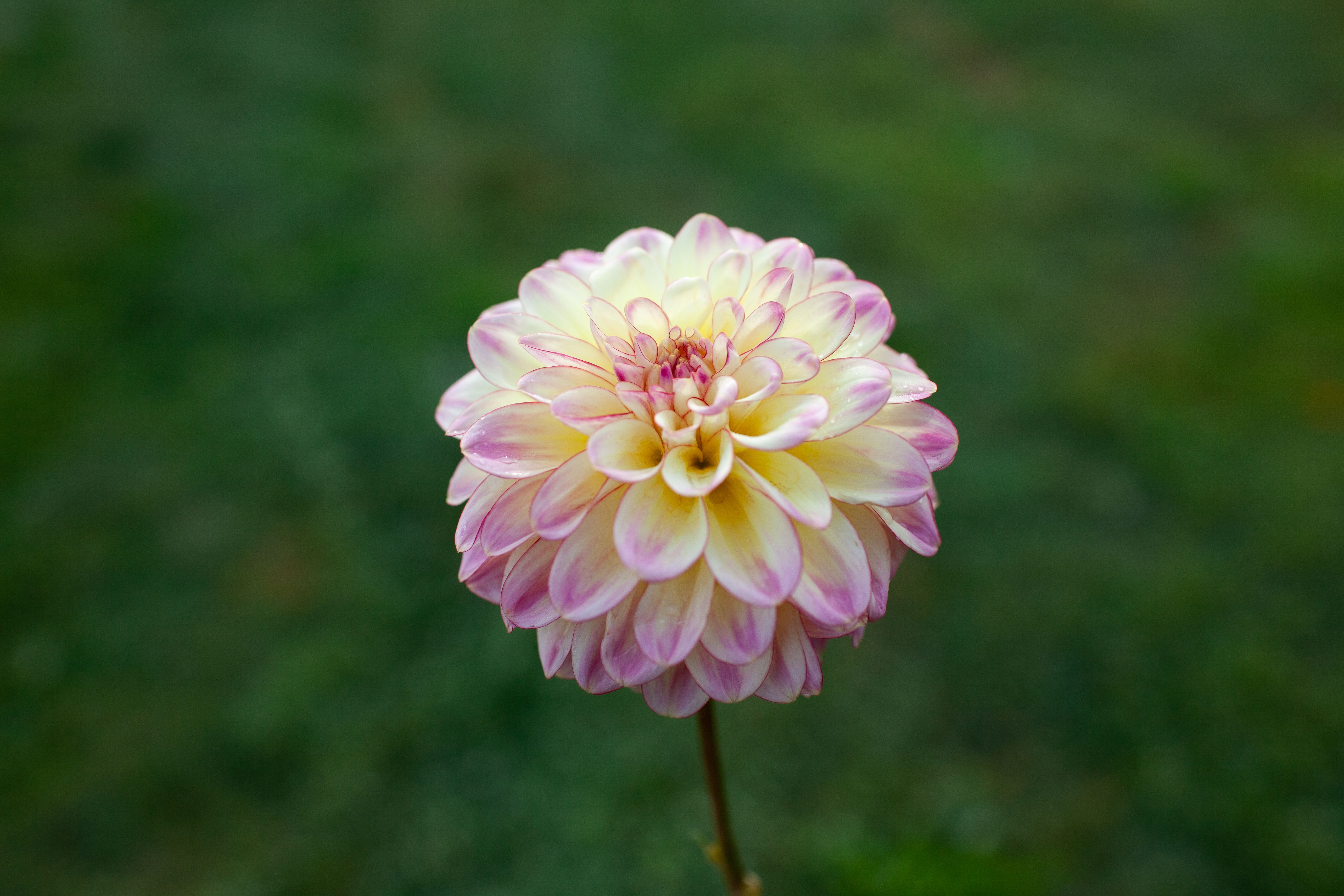 Alpen Sundown dahlia