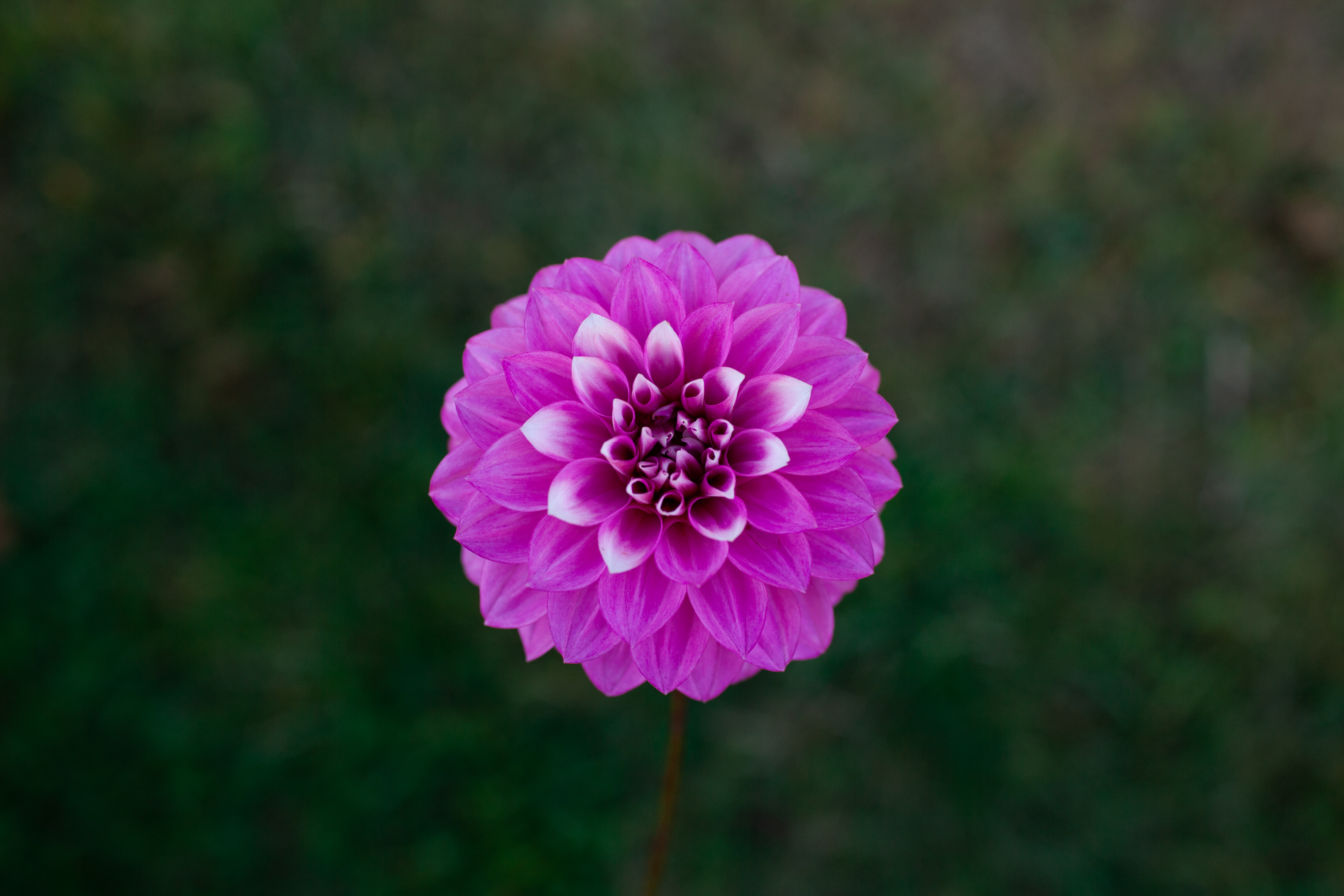 Amelia Bedelia dahlia