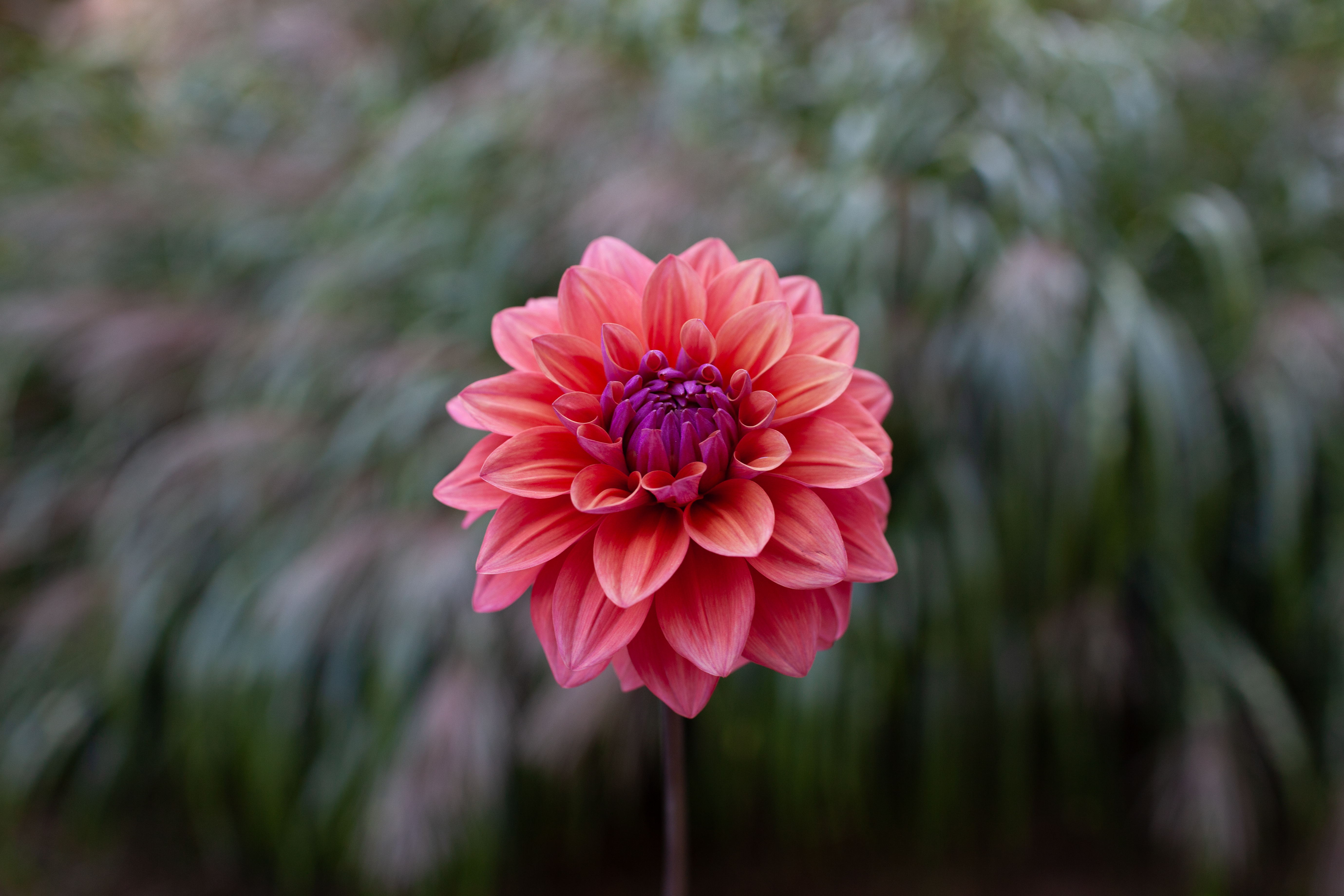 American Dawn dahlia