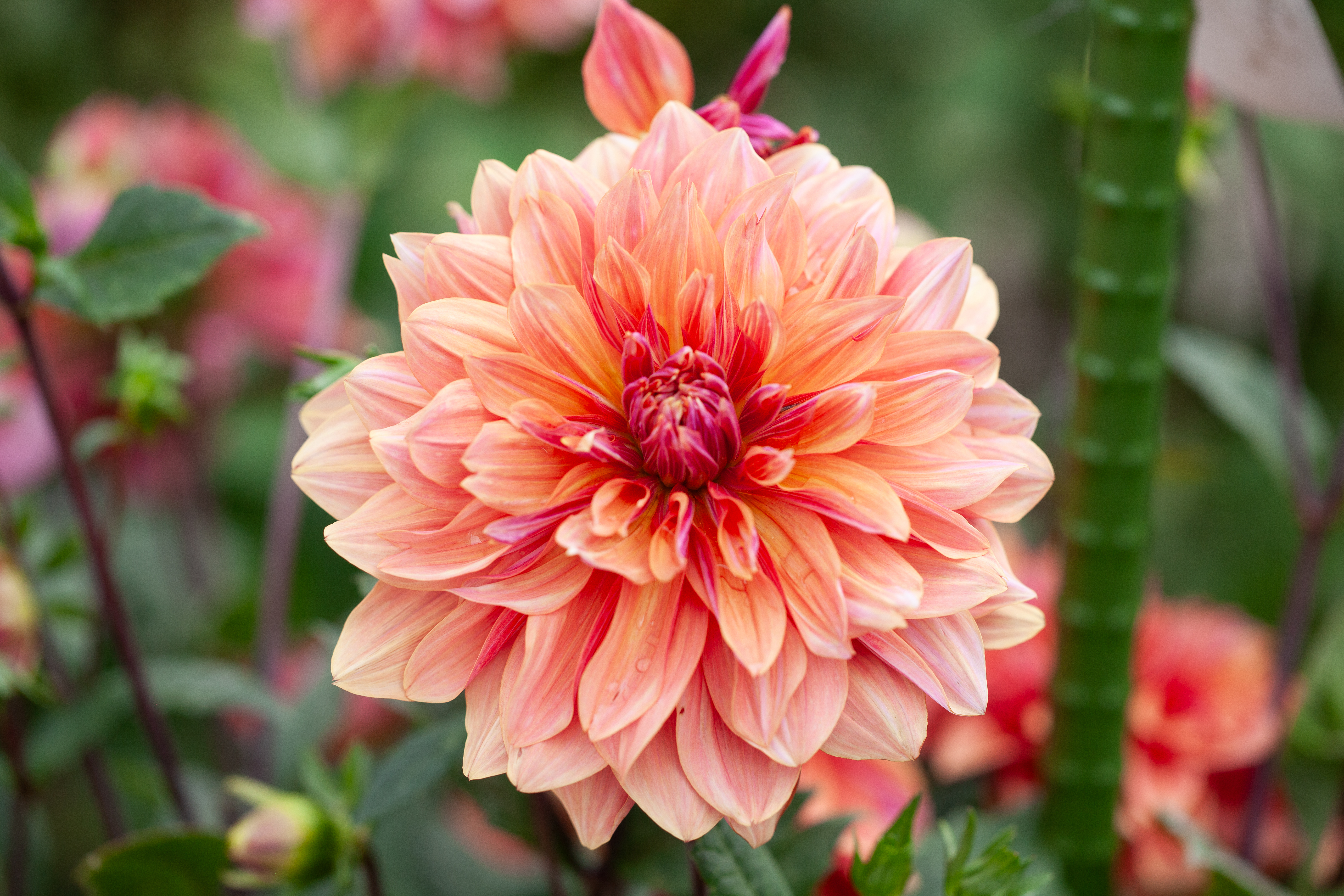 Andy's Legacy dahlia