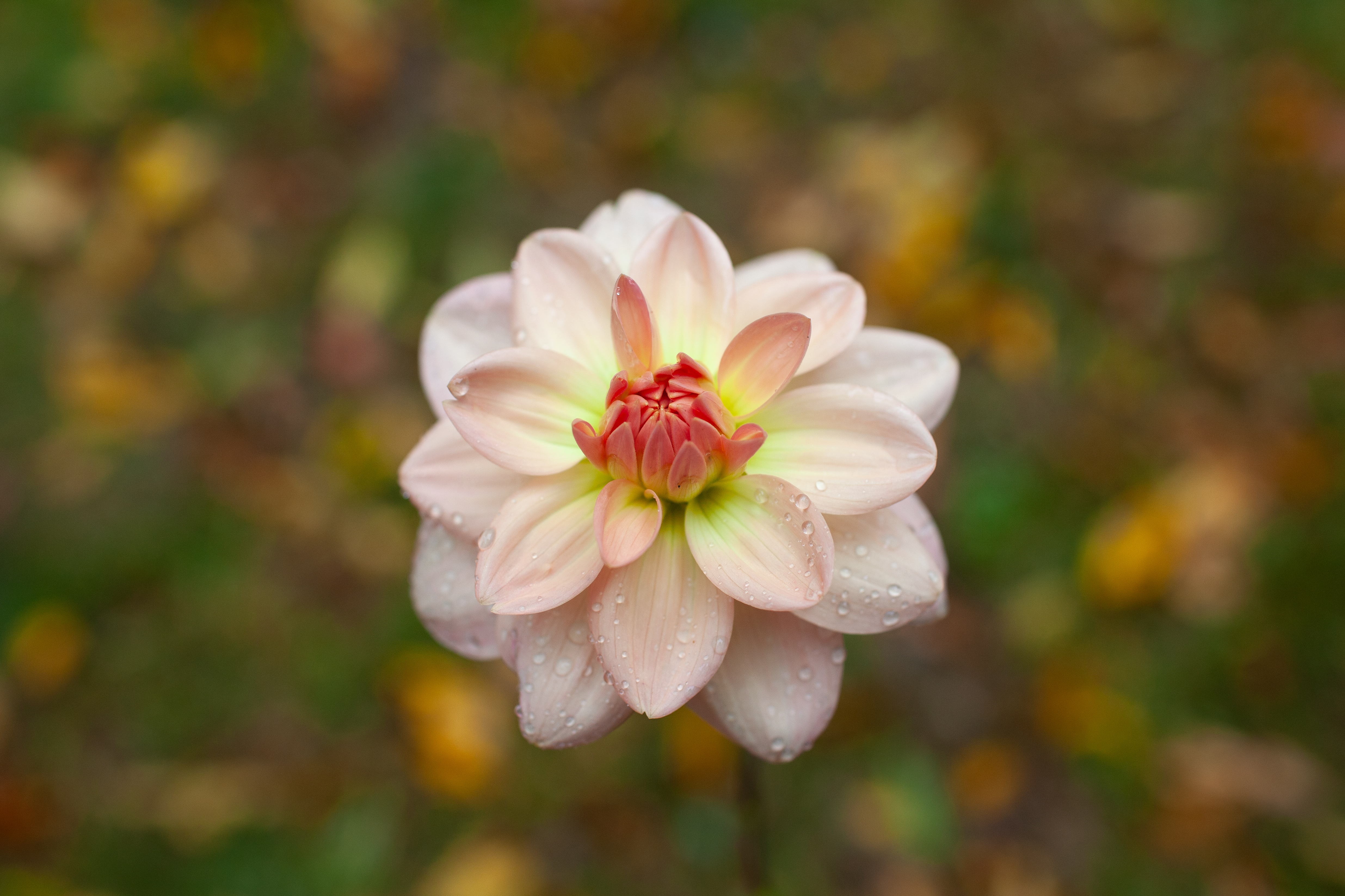 Ankara dahlia