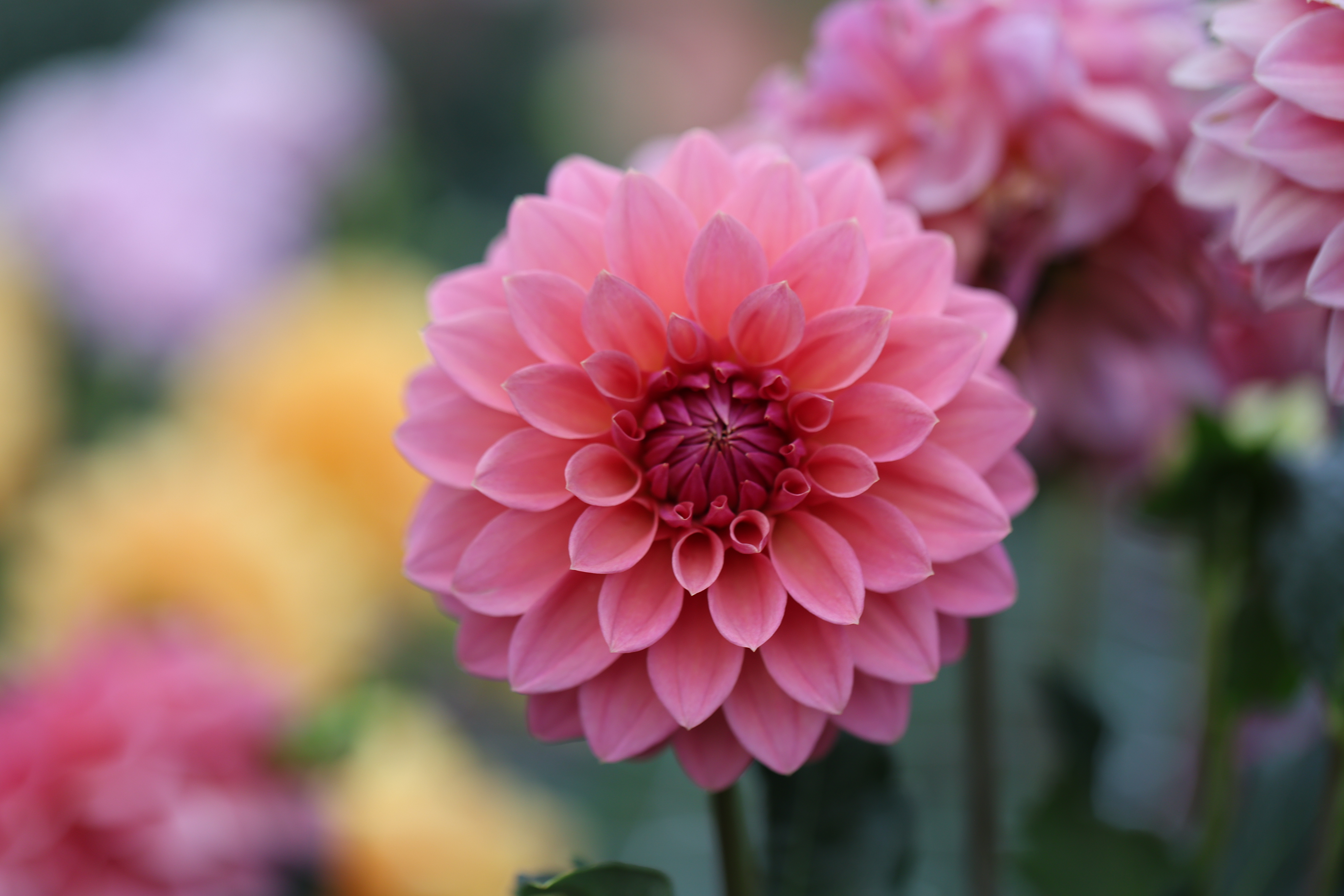 Anne Claire dahlia