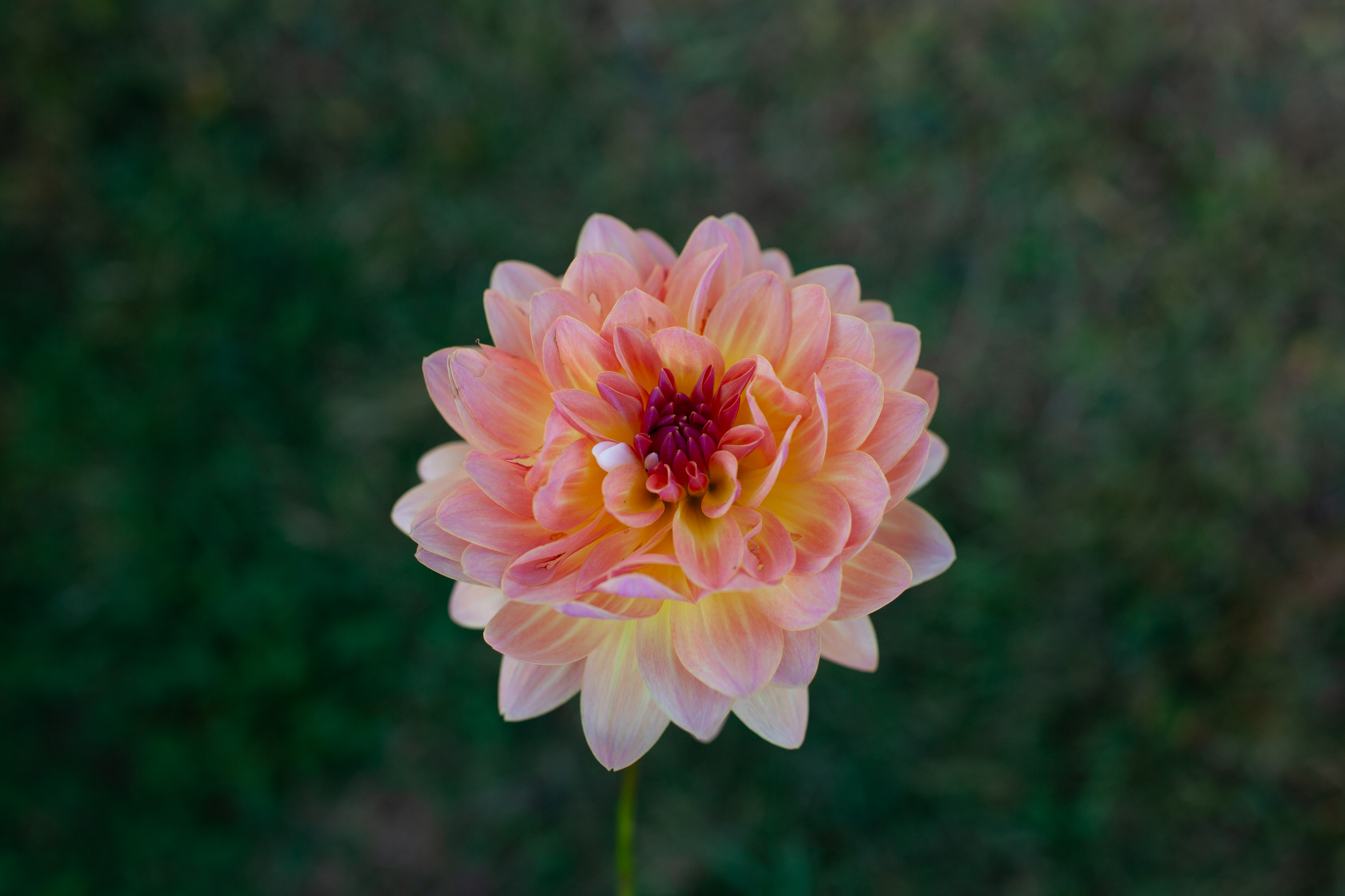 Annie Bannanie dahlia