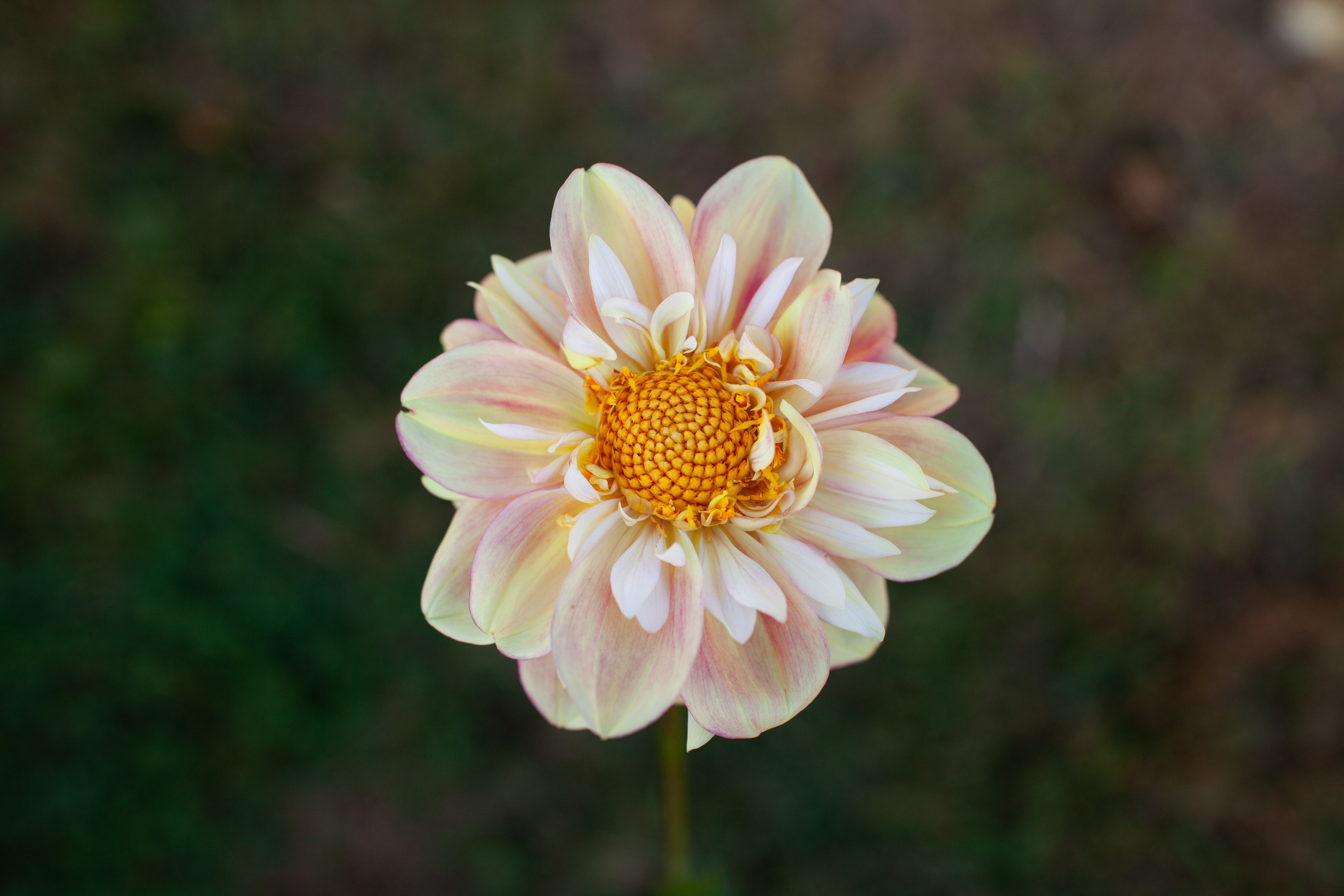 Apple Blossom dahlia