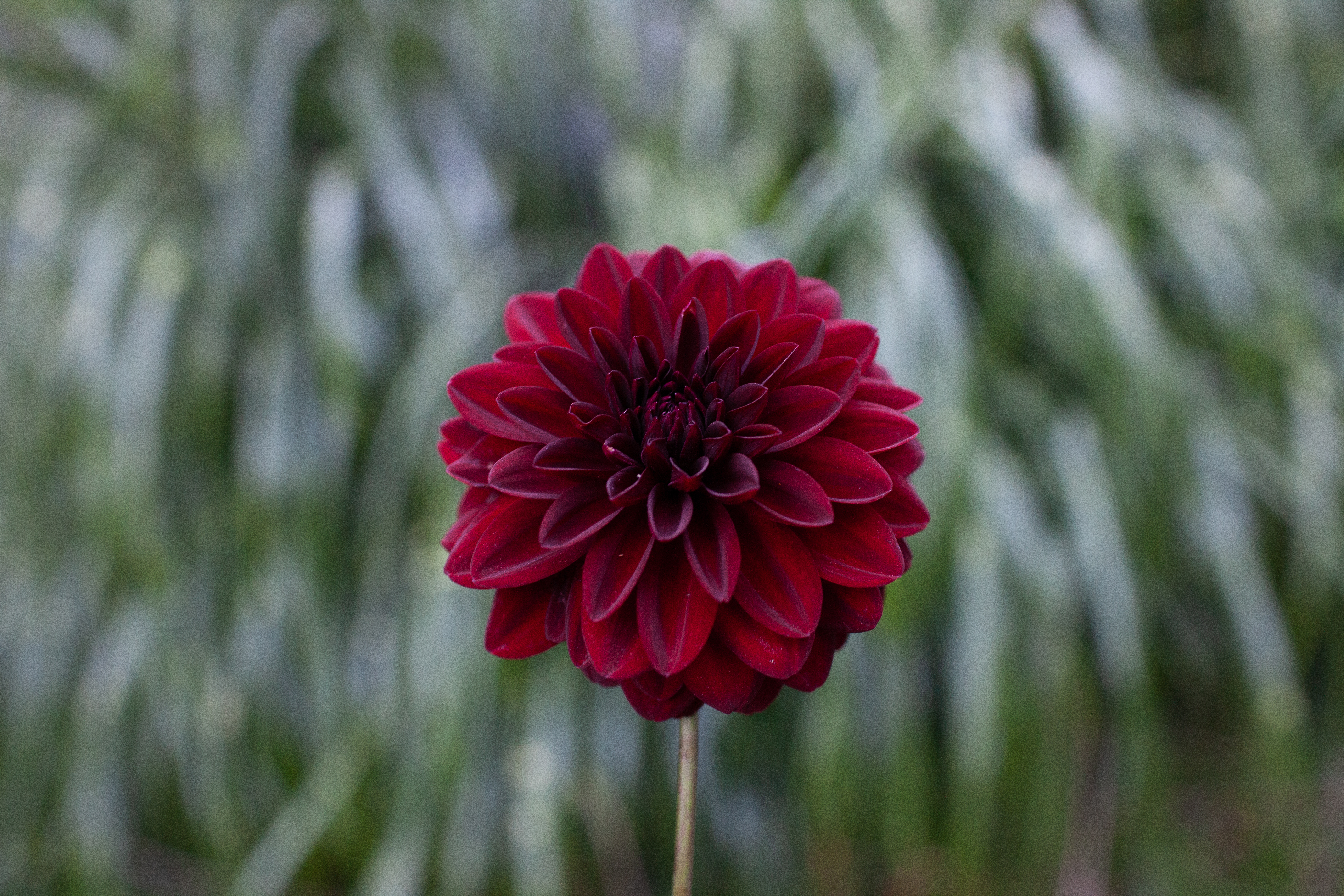 Arabian Night dahlia