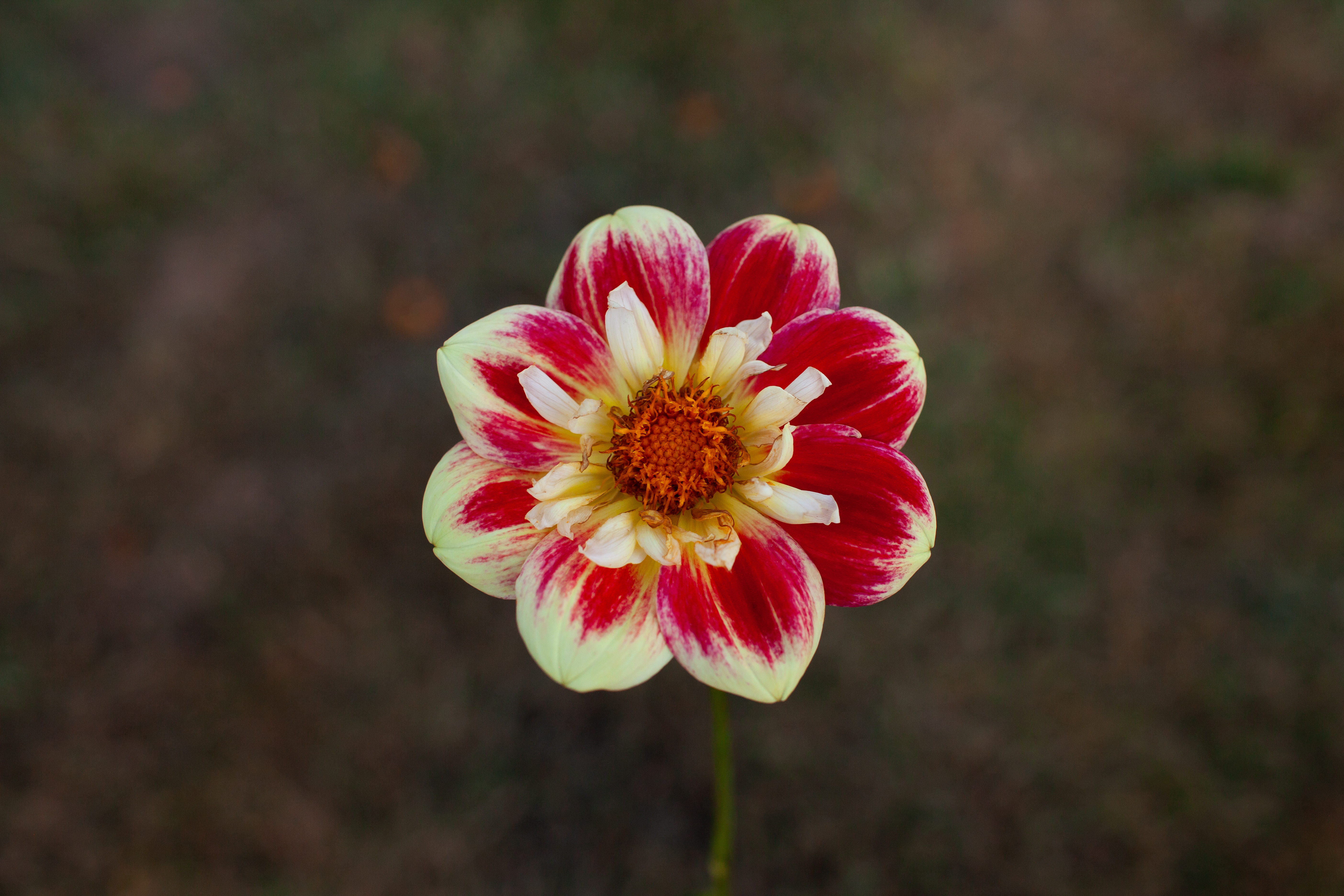 Ashpire Fancy dahlia