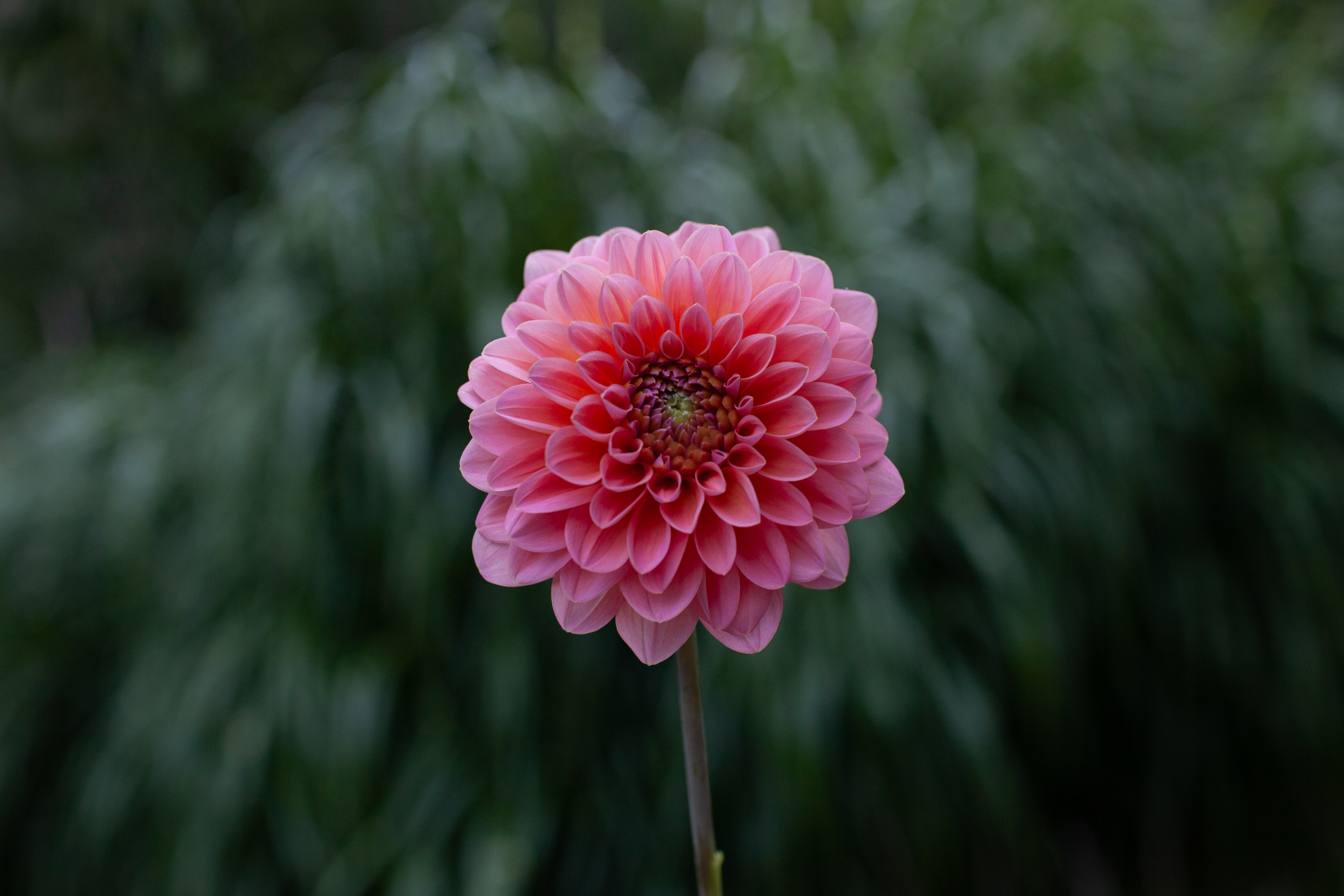 Askwith Minnie dahlia