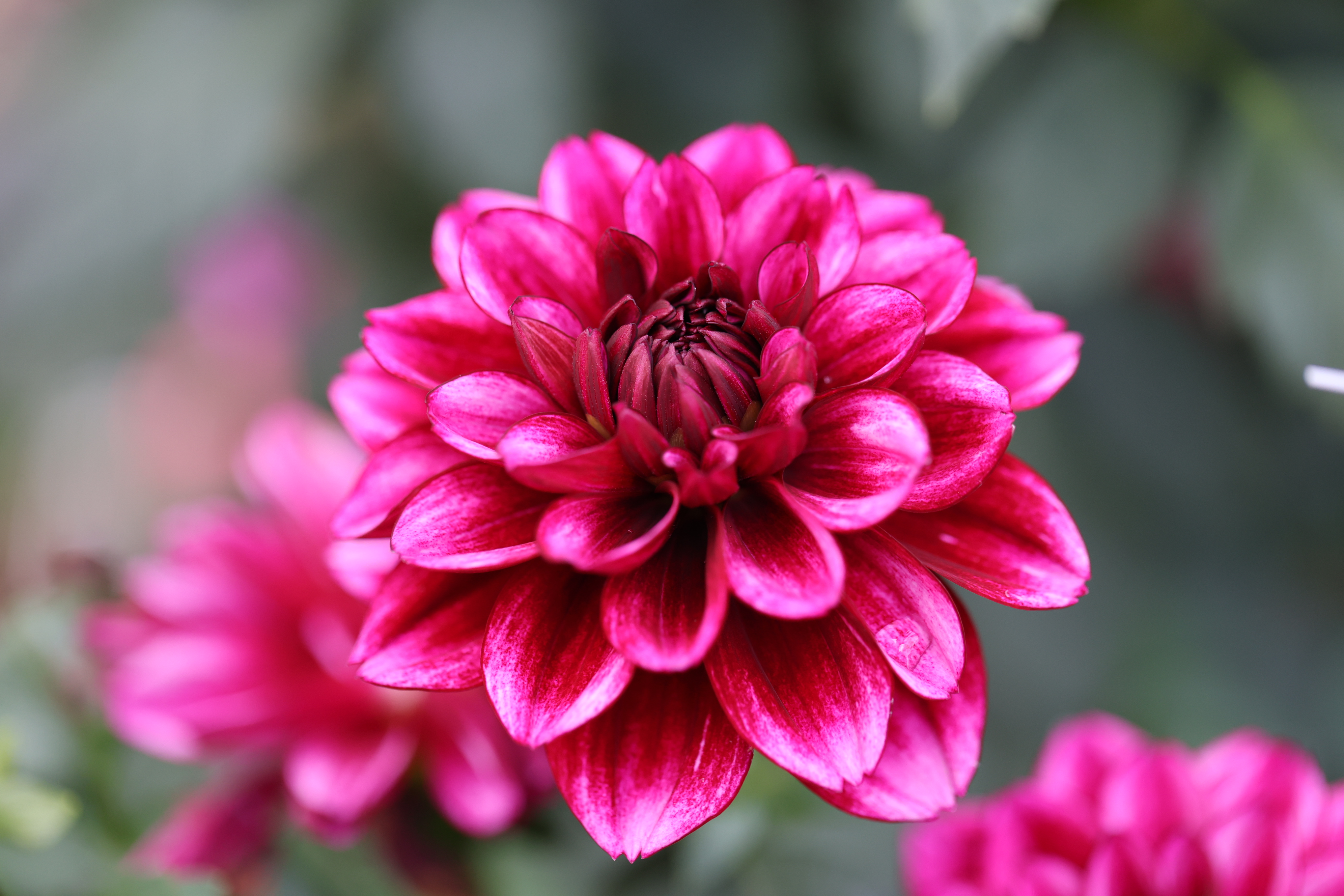 Aspasia dahlia
