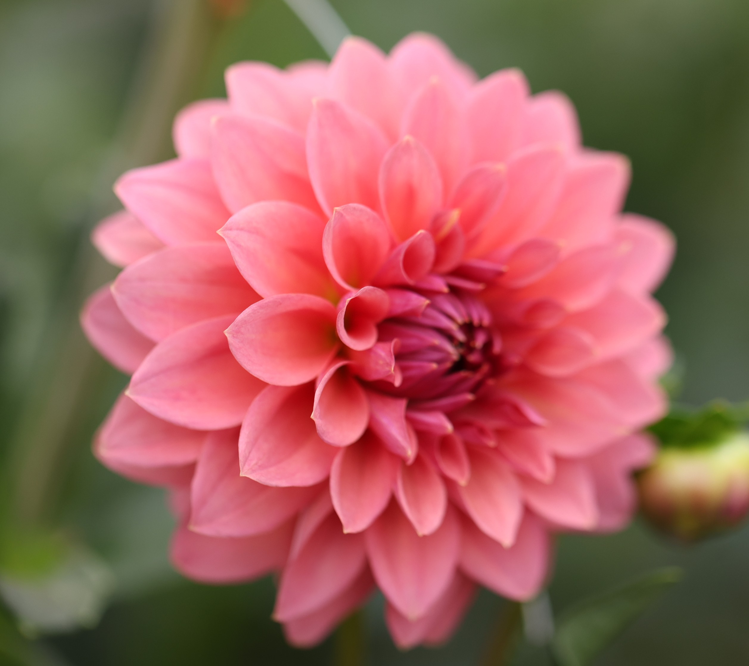 Avoca Amanda dahlia