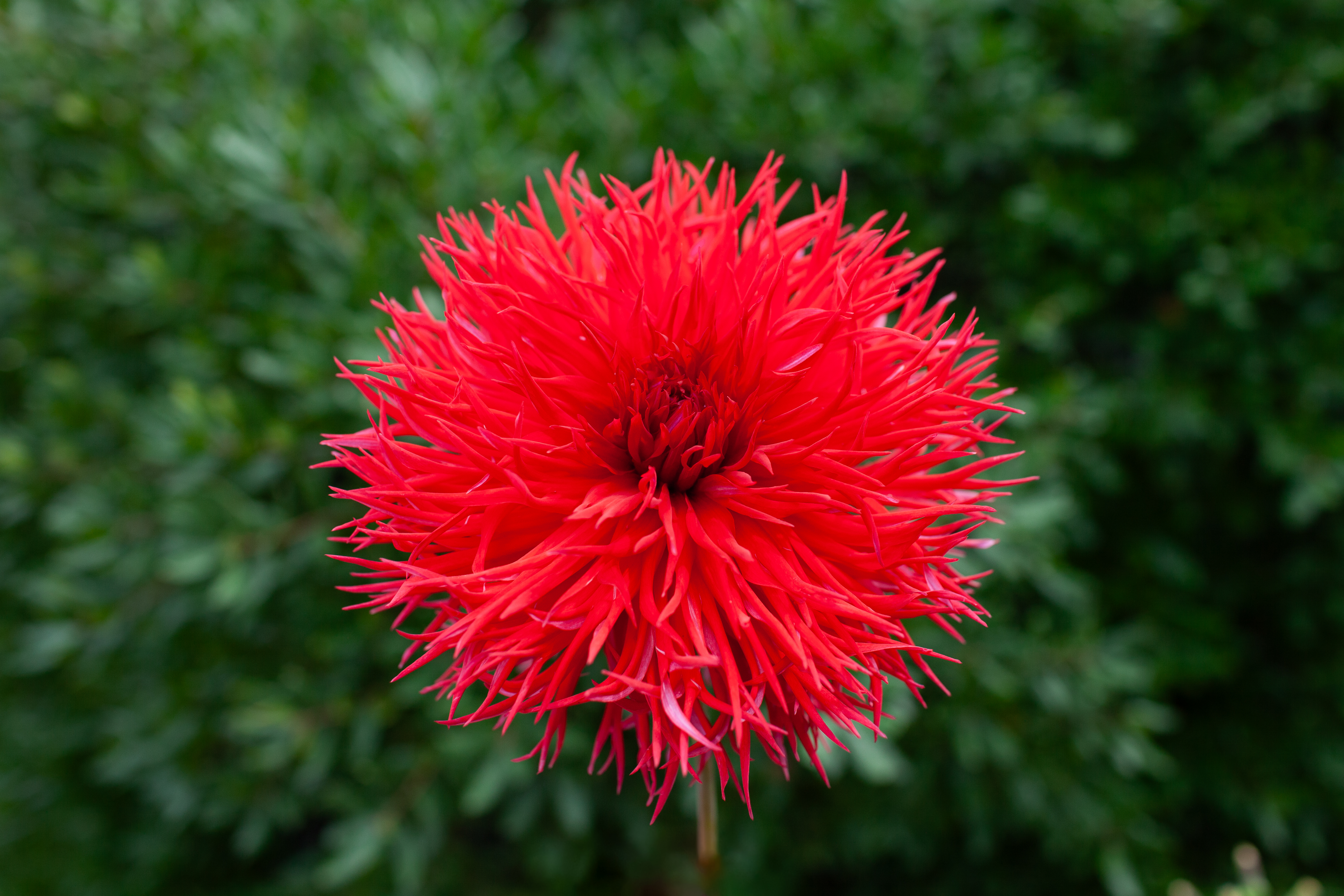 Allen's String Theory dahlia