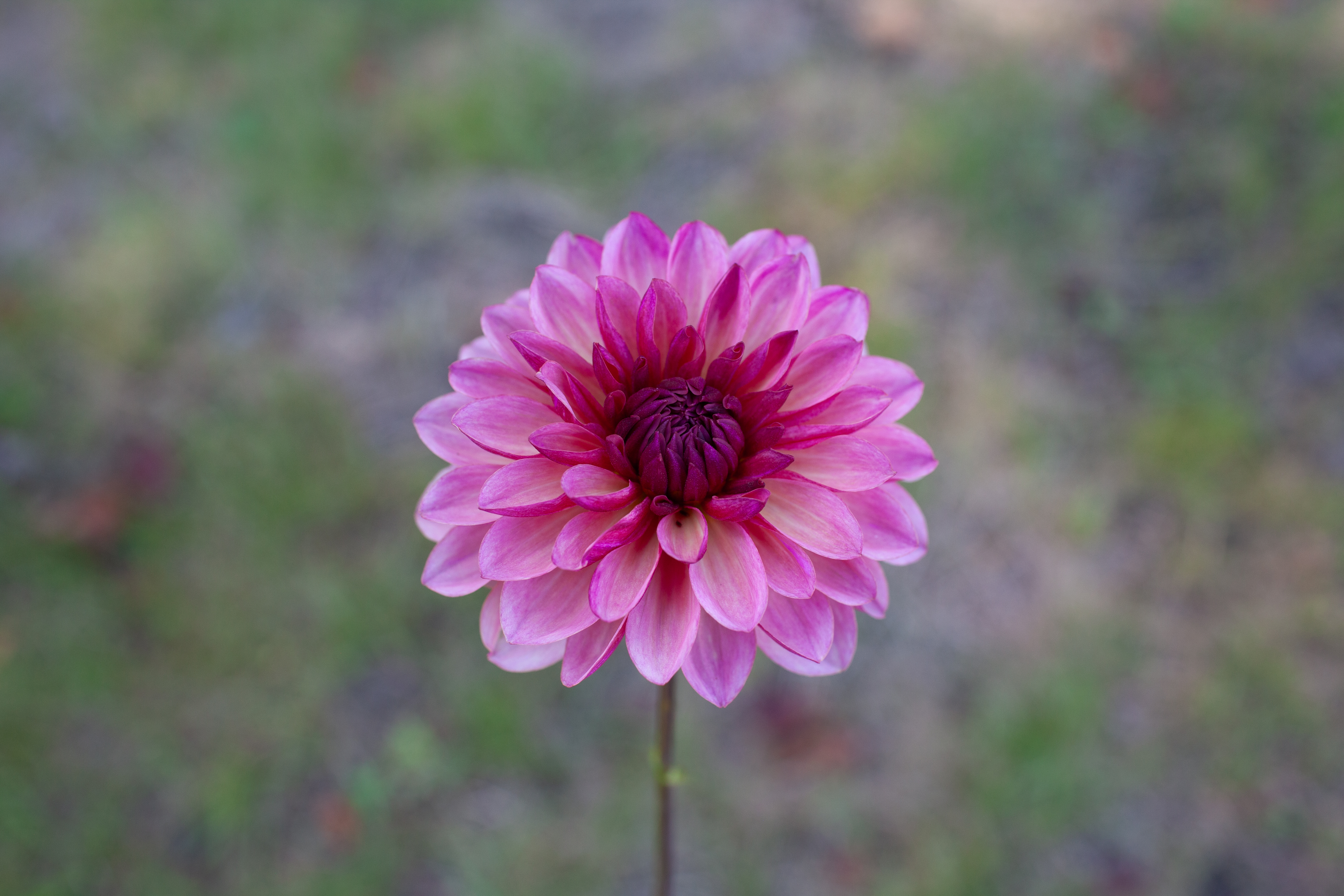 Bacardi dahlia