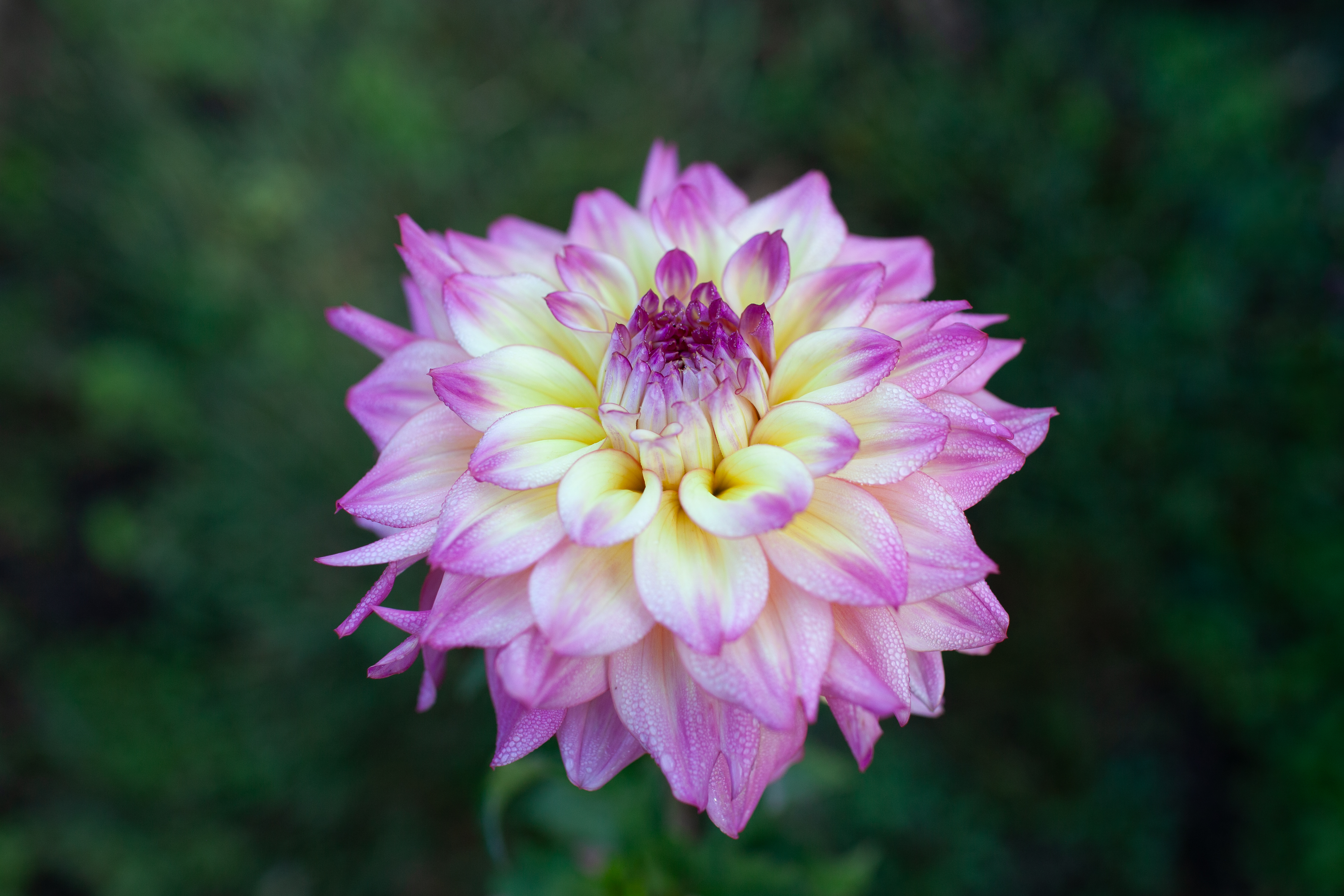 Bahama Mama dahlia