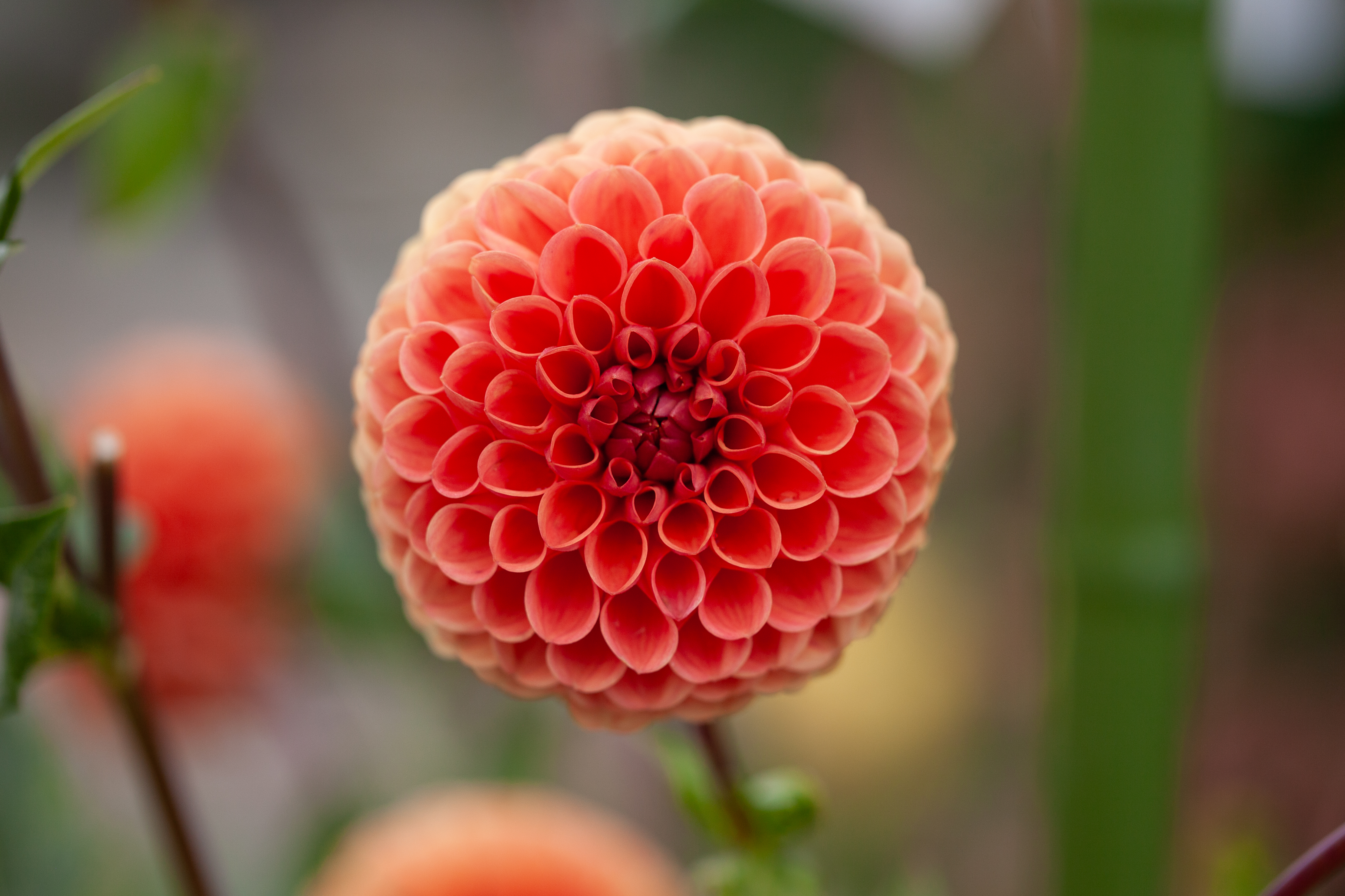 Beatrice dahlia