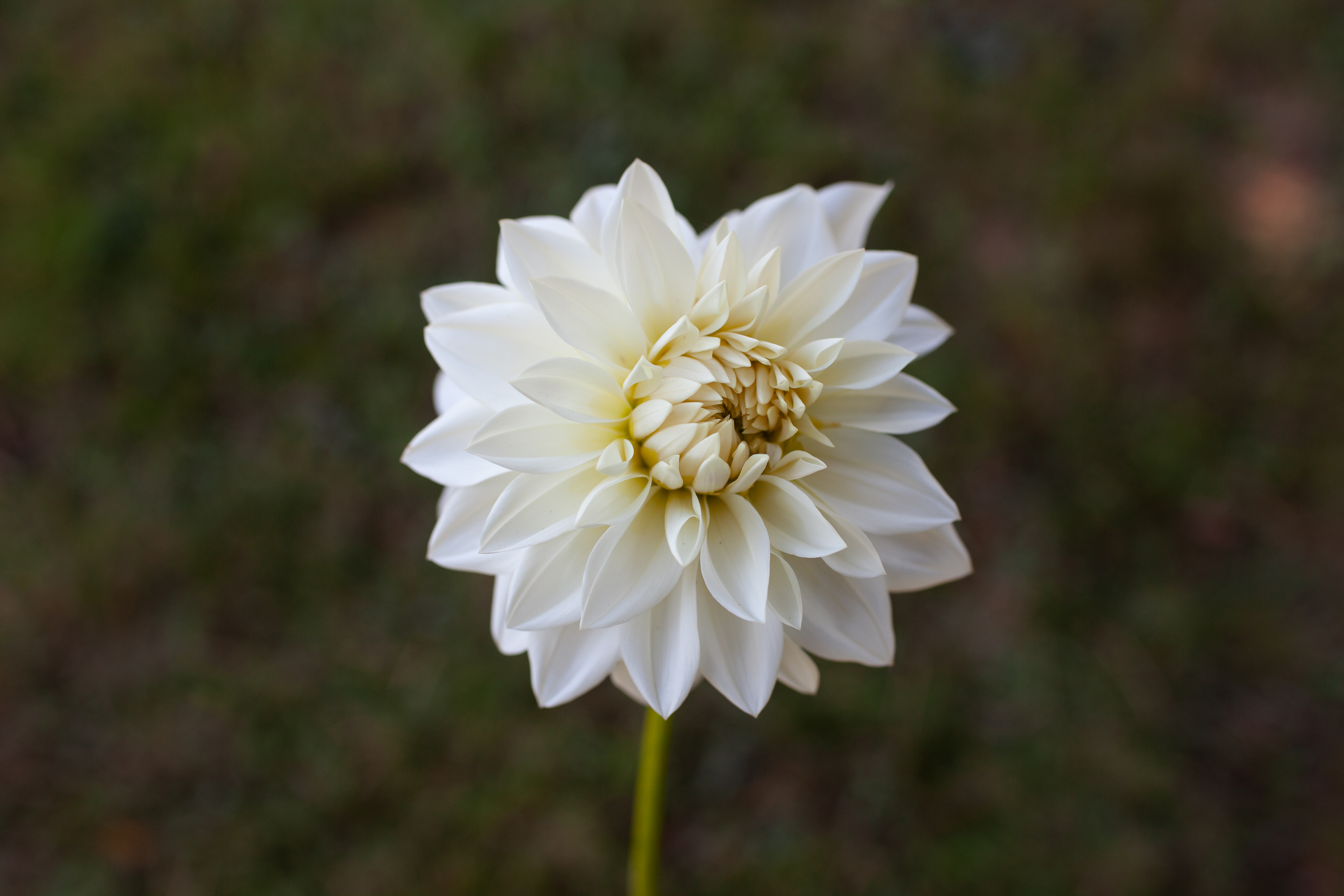 Beaucon White dahlia