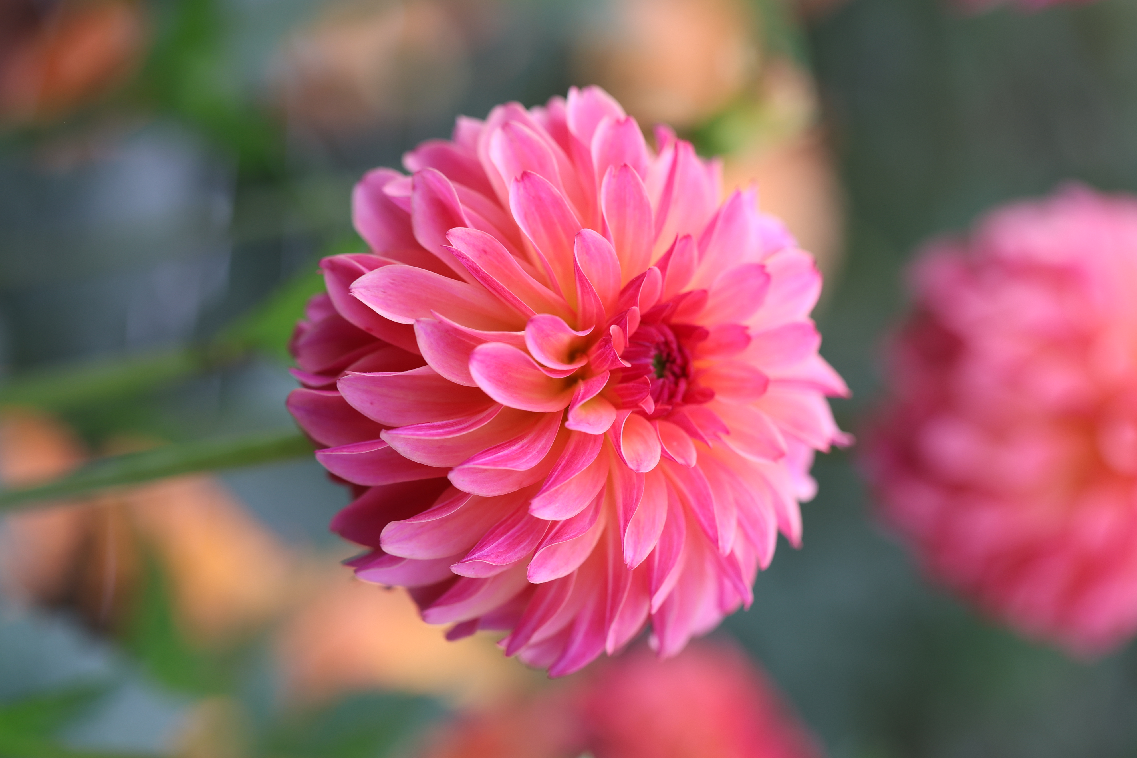 Belfloor dahlia