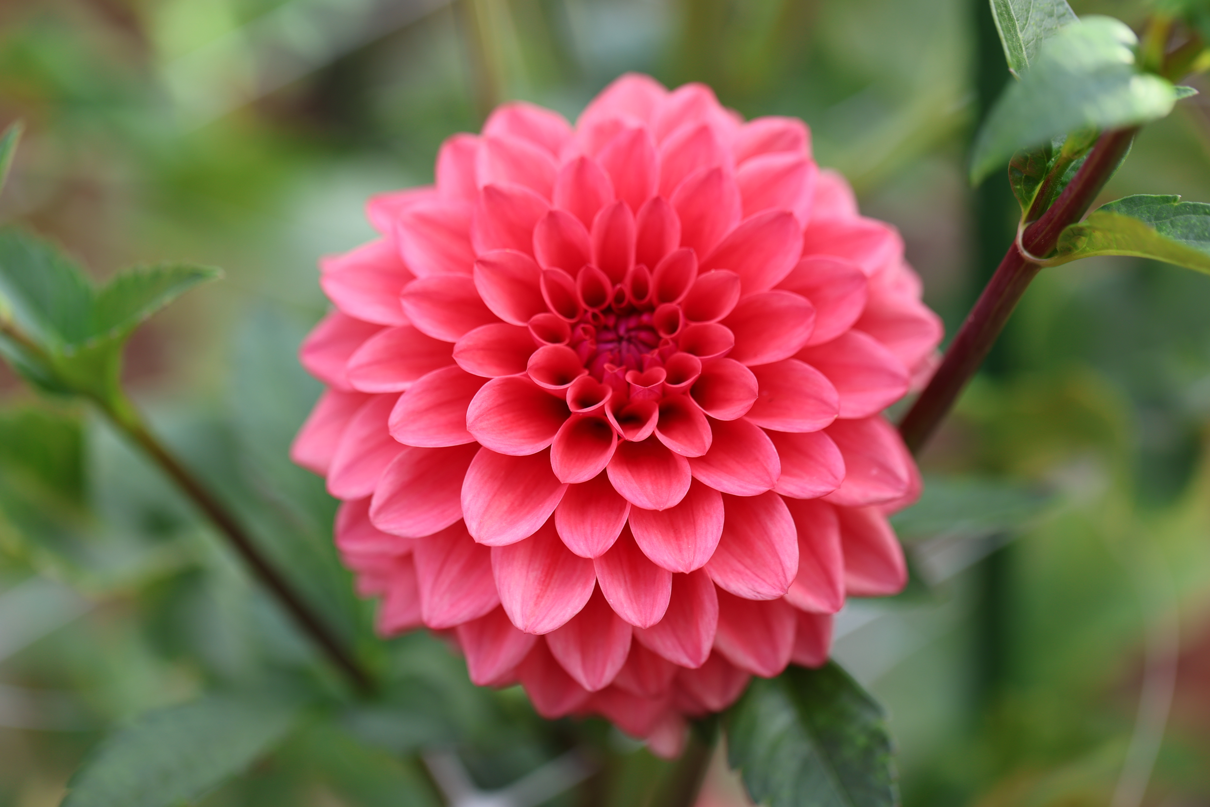 Bella Elizabeth dahlia