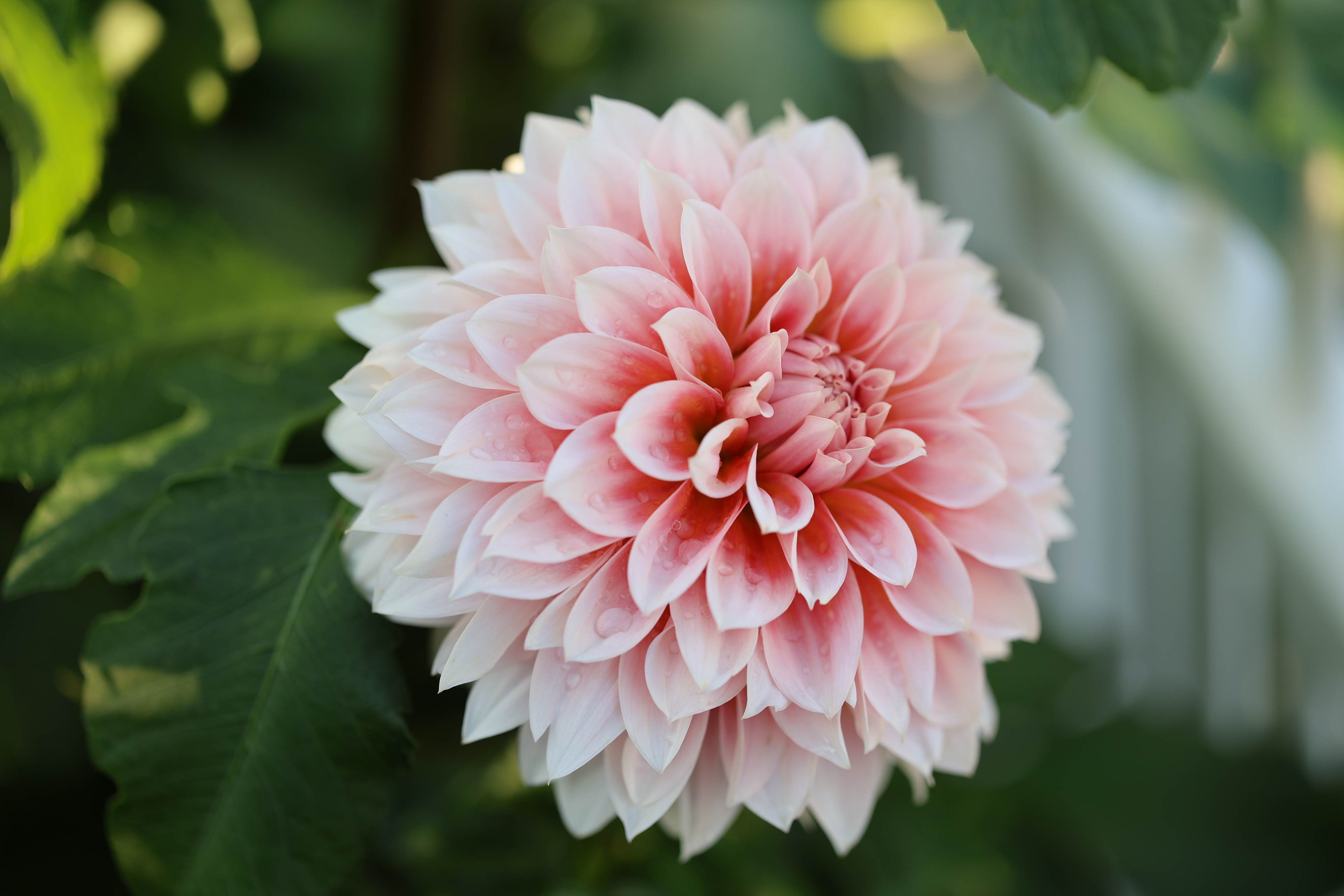 Bell's Bonbori dahlia