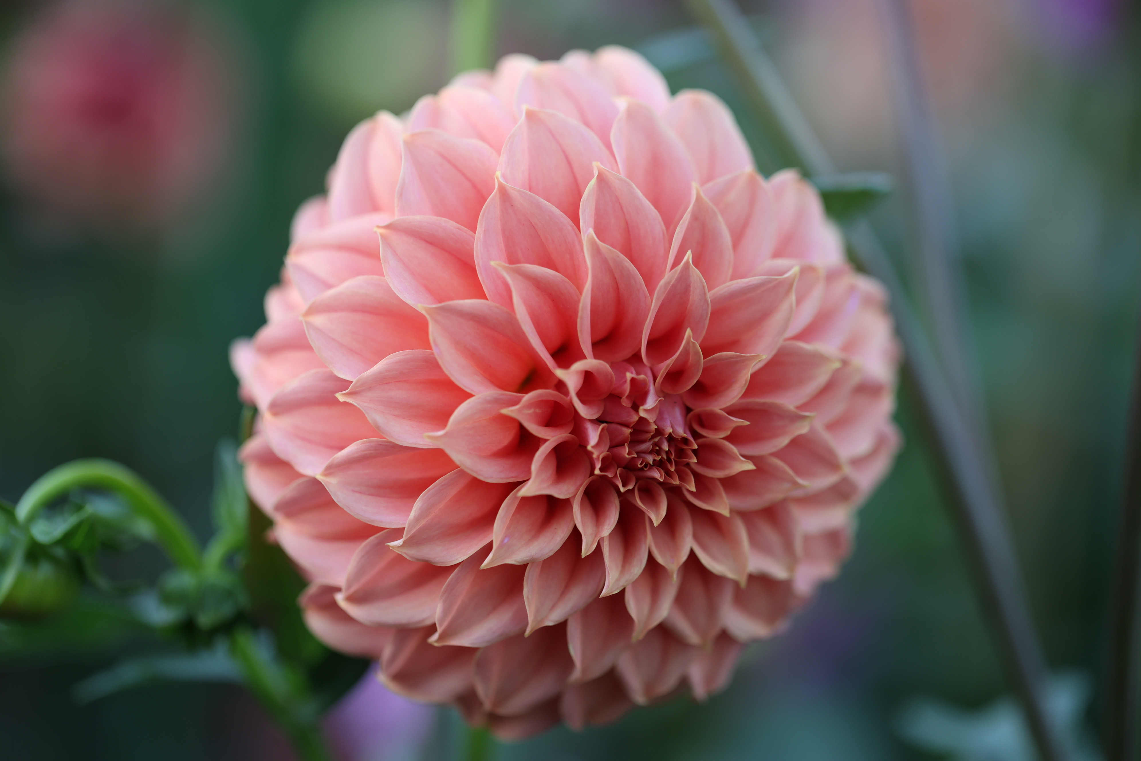Bell's Momo dahlia