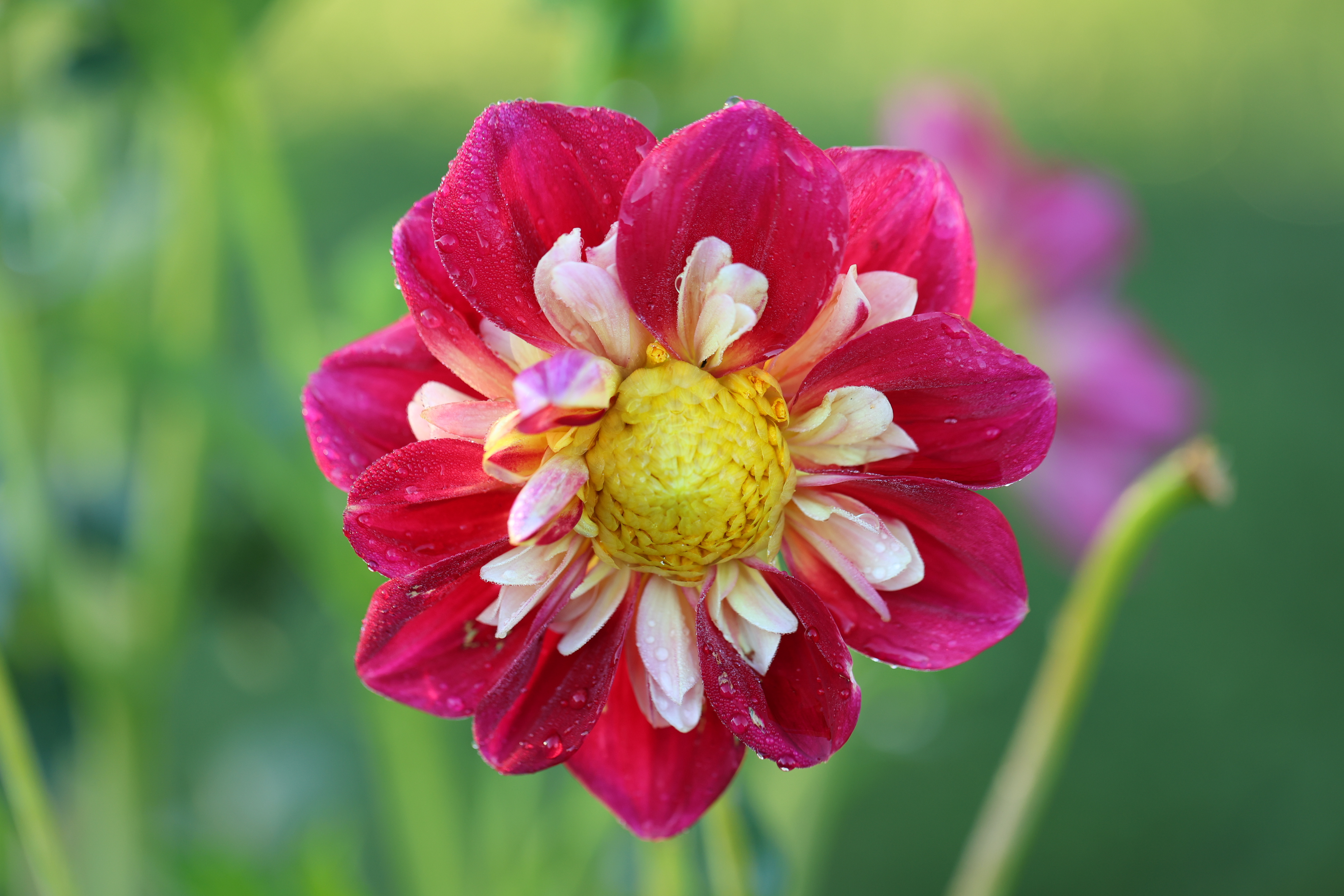 Bell's Montmartre dahlia