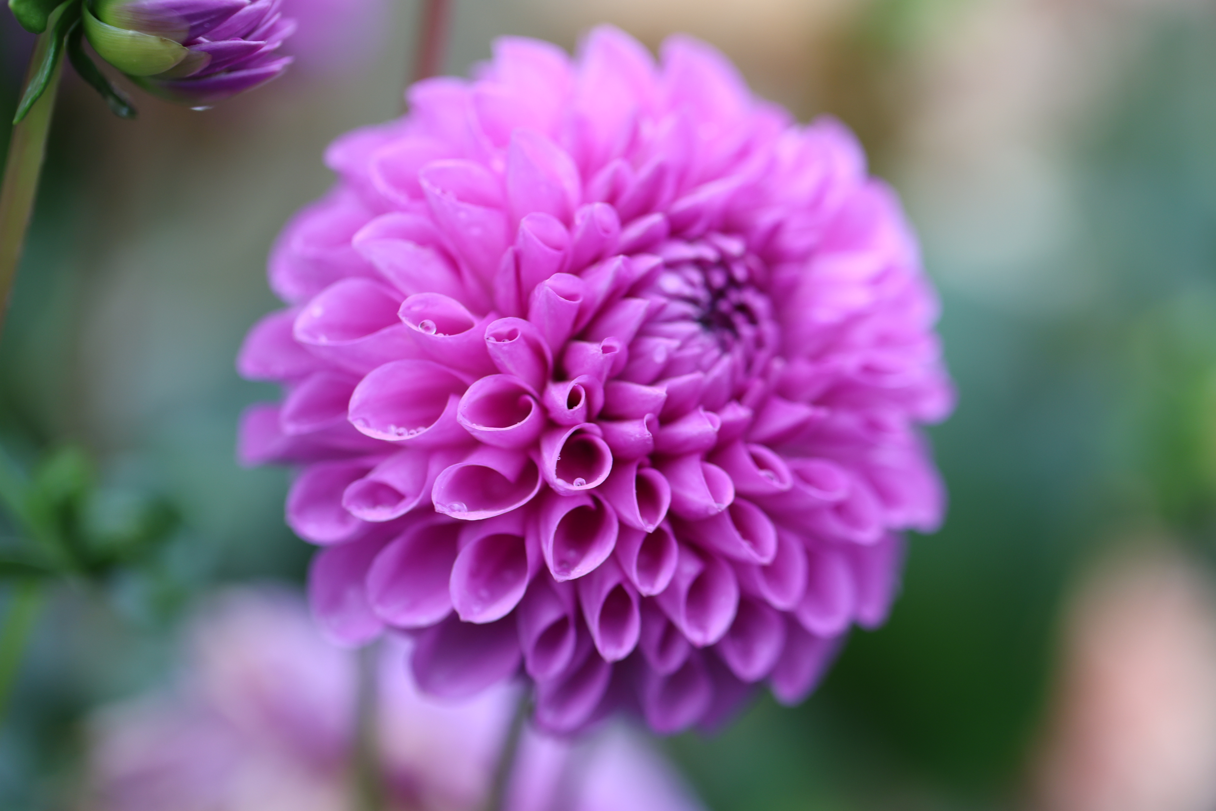Bell's Northern Sky dahlia