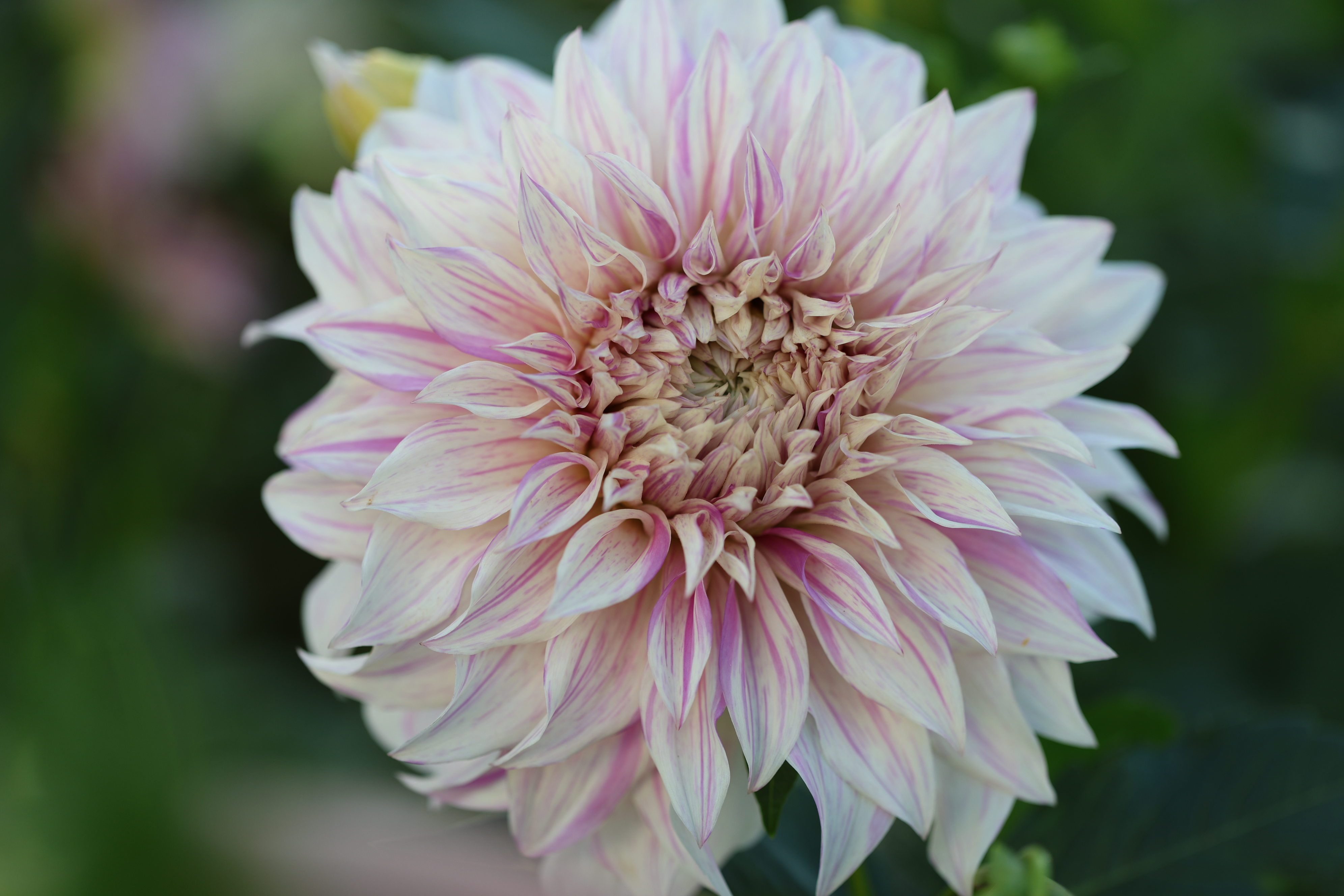 Bell's Stripey Vassio dahlia