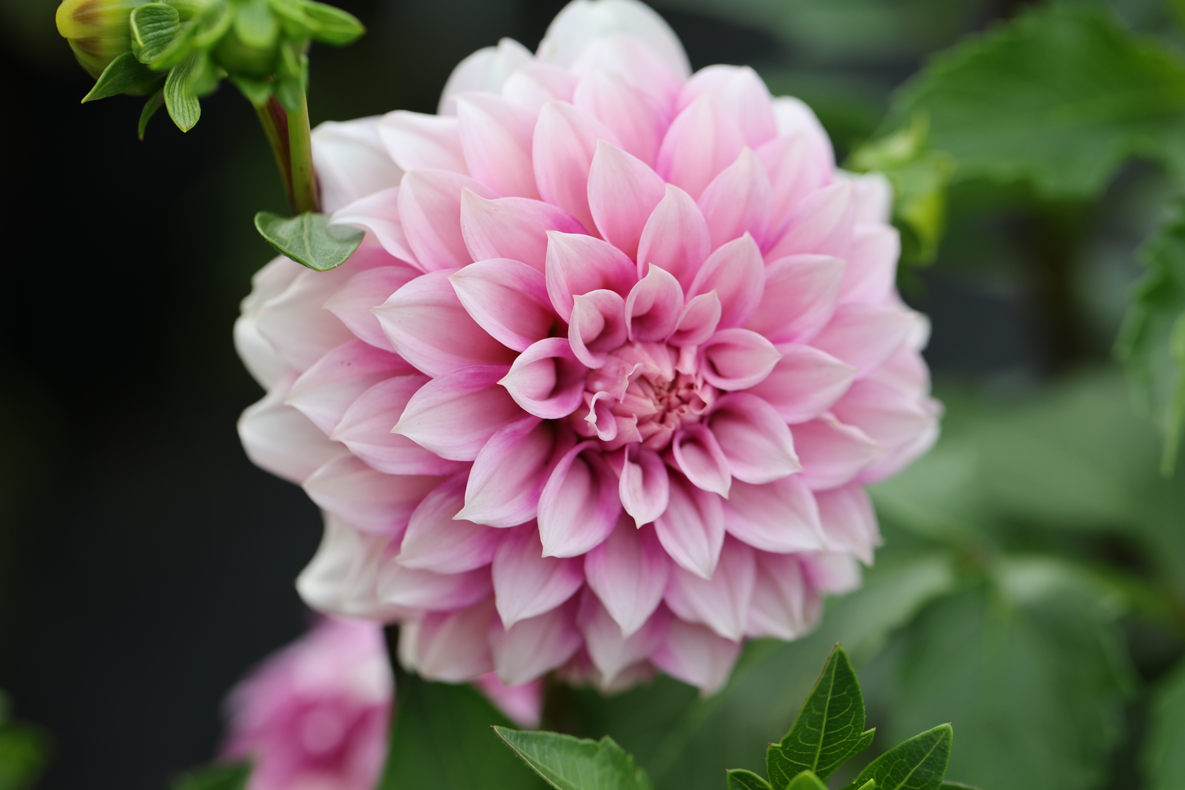 Bell's Sweet Serendipity dahlia