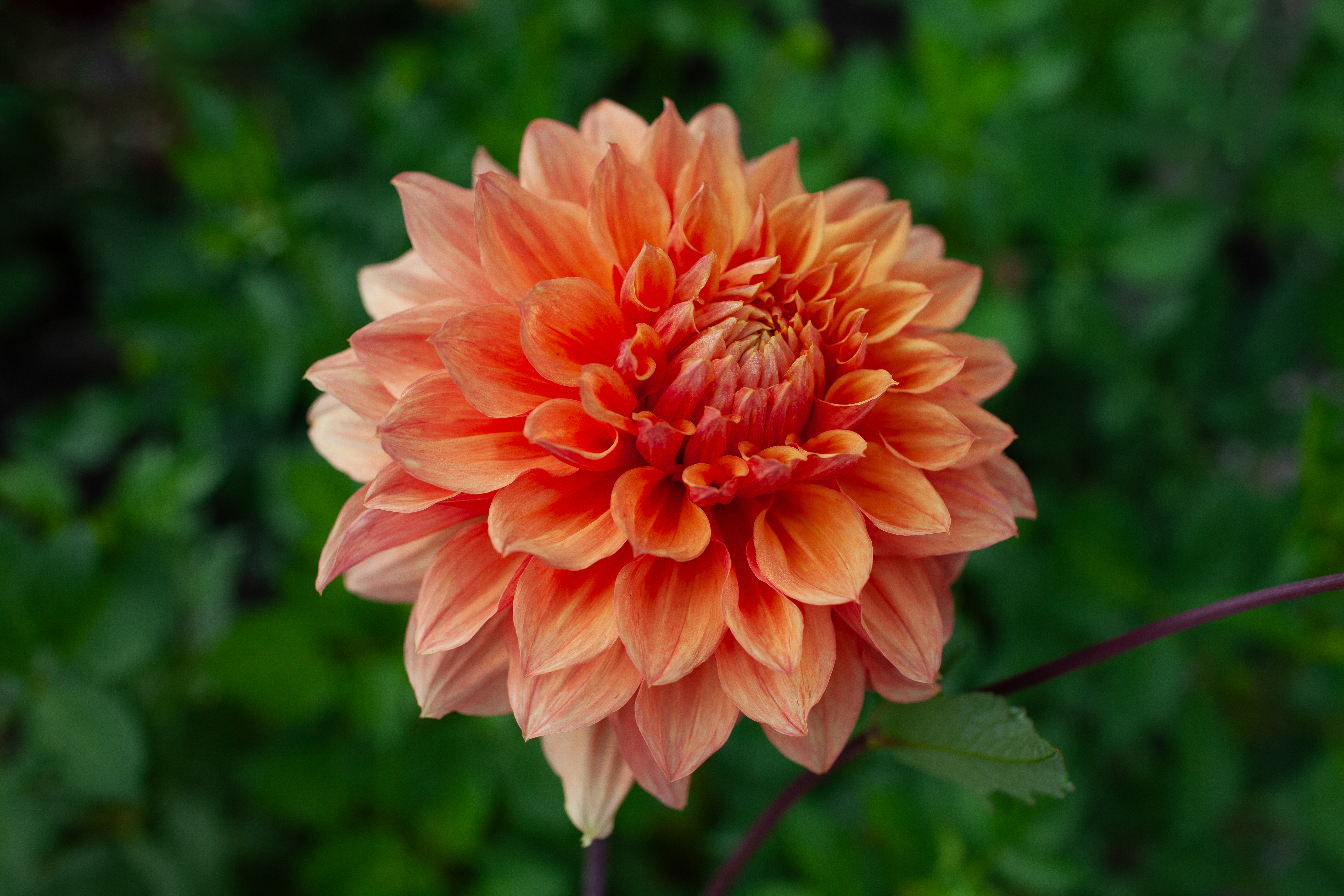 Ben Huston dahlia