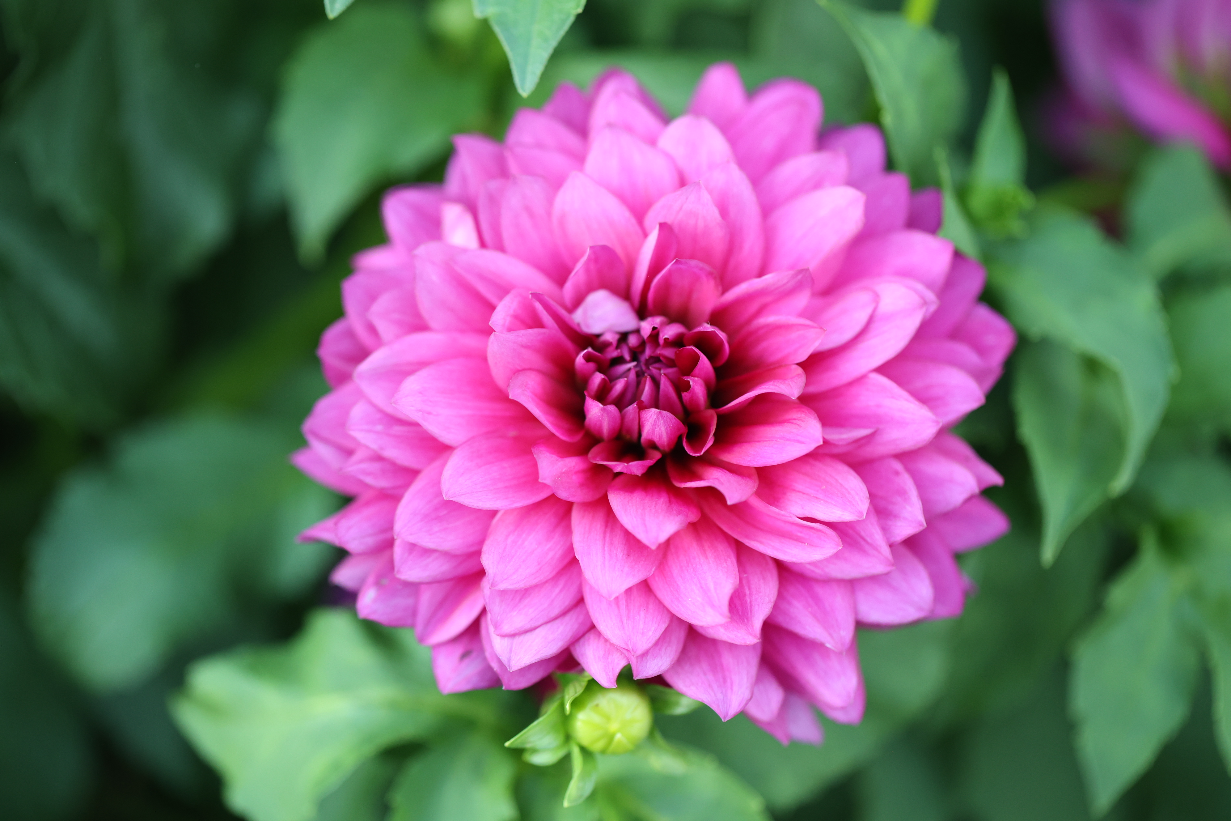 Berner Oberland dahlia
