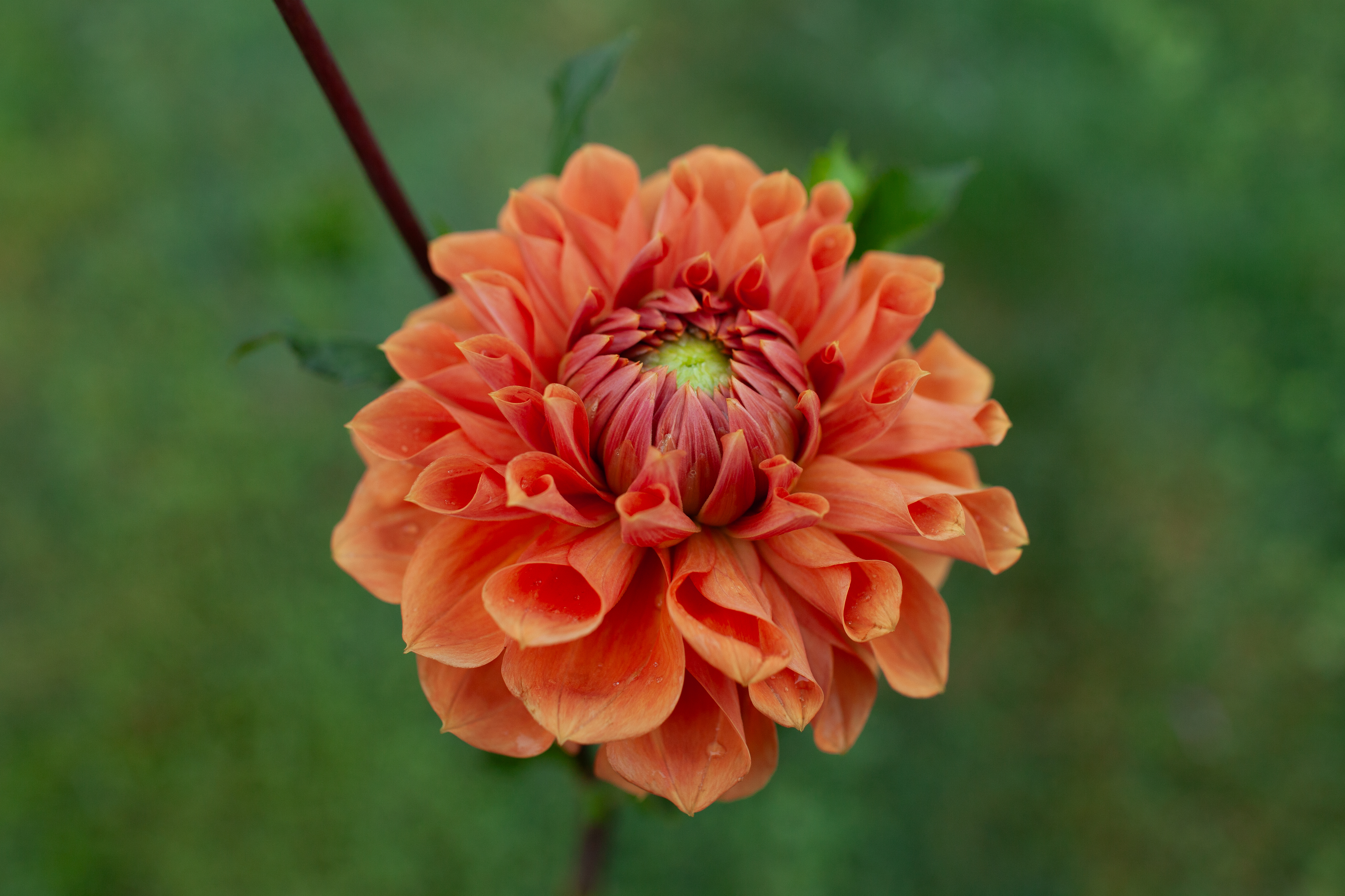Beverly F dahlia