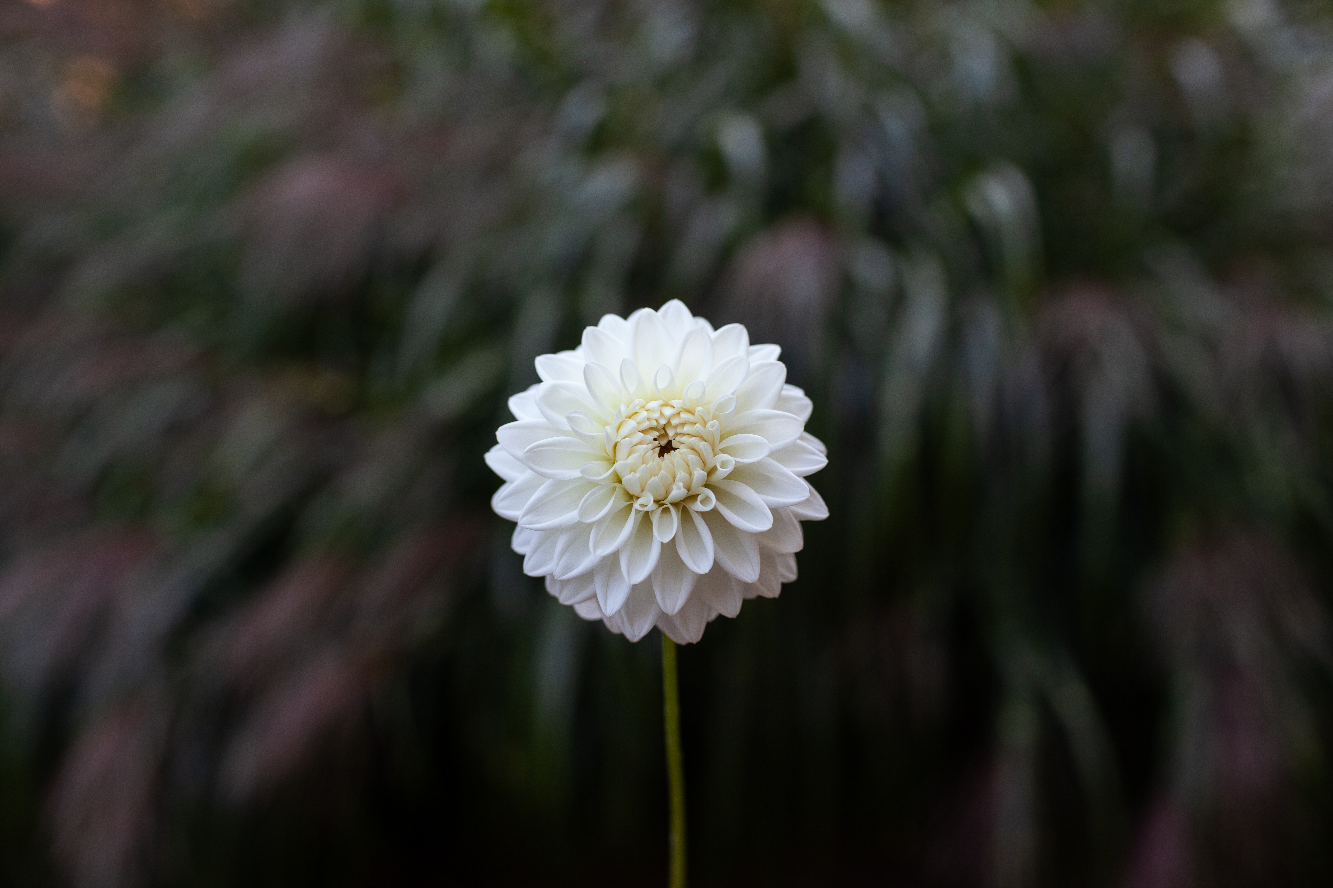 Blizzard dahlia