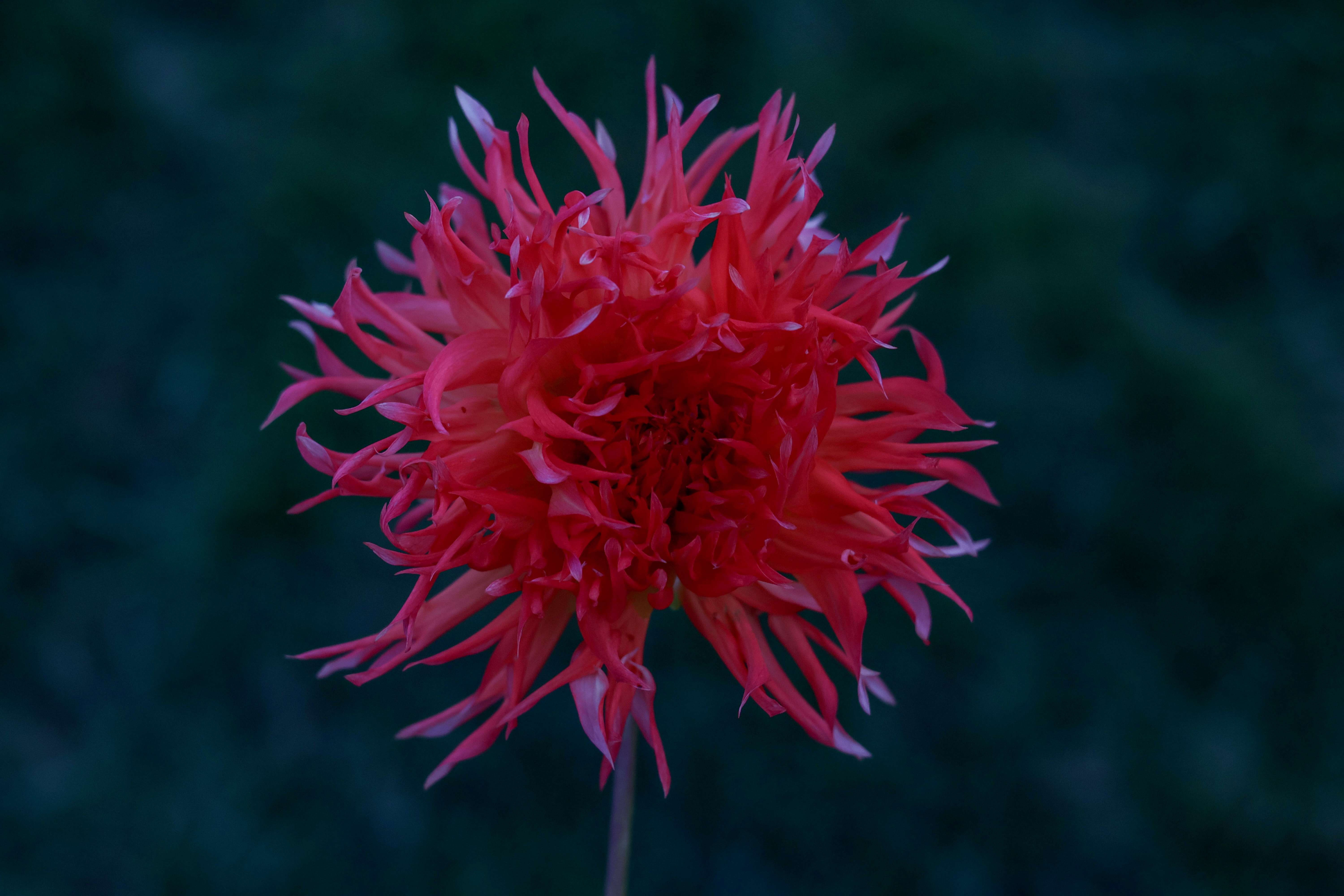Bloomquist Abundant Joy dahlia